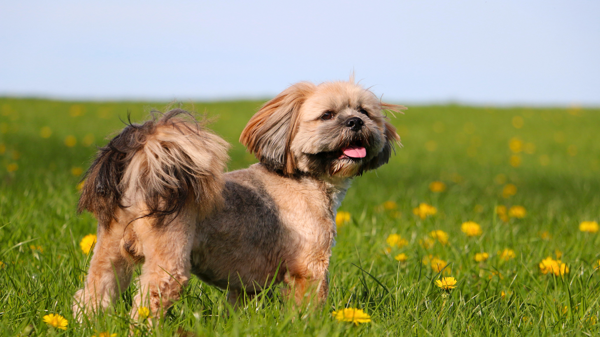 Lhasa Apso