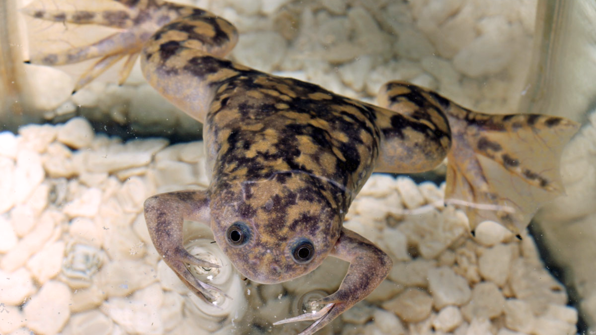 African Clawed Frog
