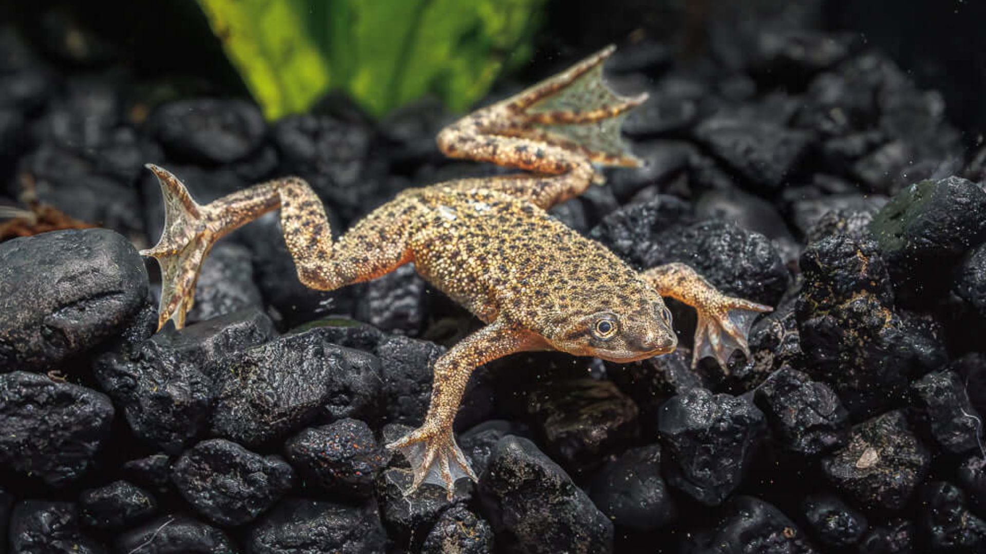 African Dwarf Frog