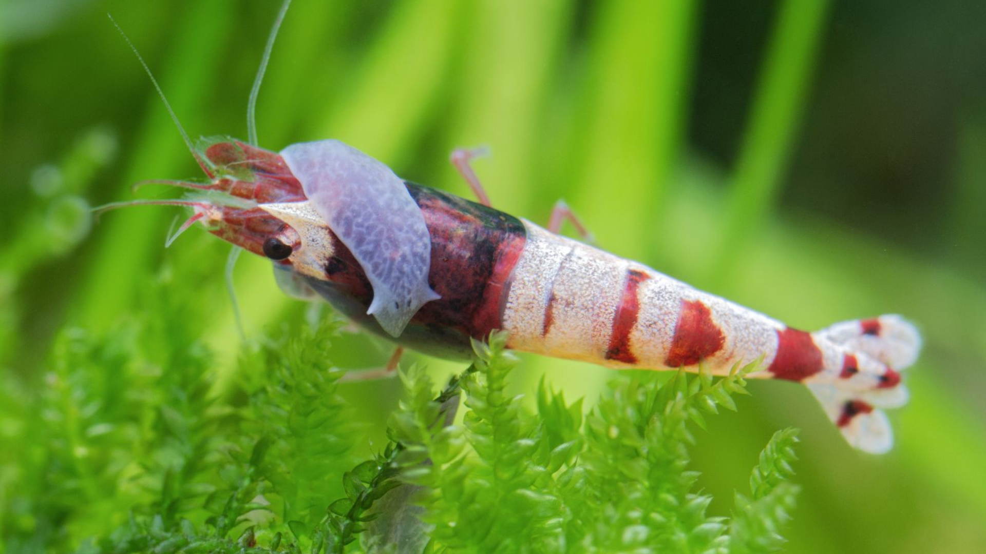 Aquatic Flatworm (Planarian)