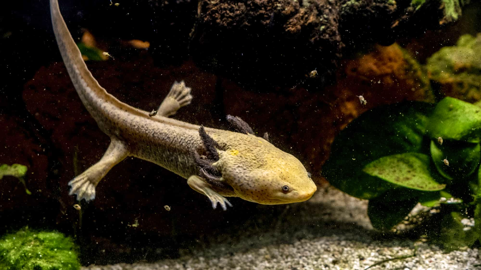 Axolotl