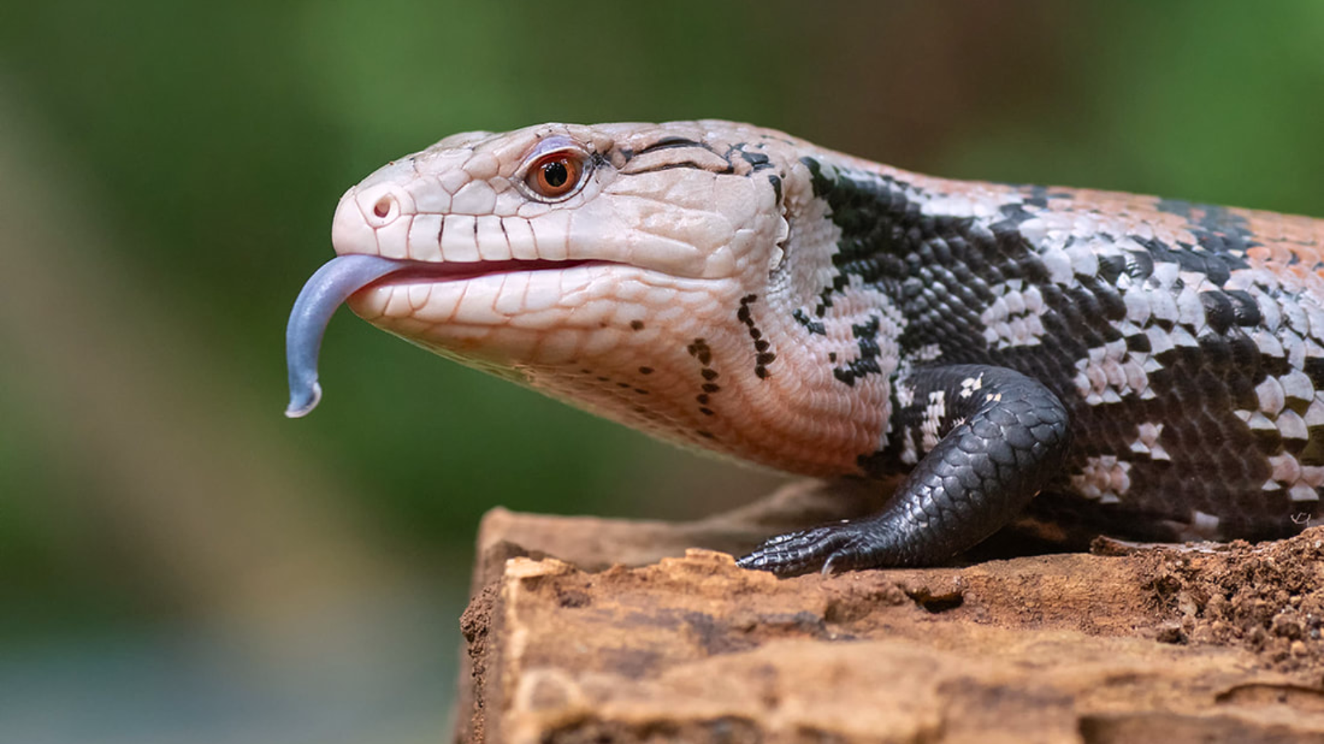 Blue-Tongued Skink