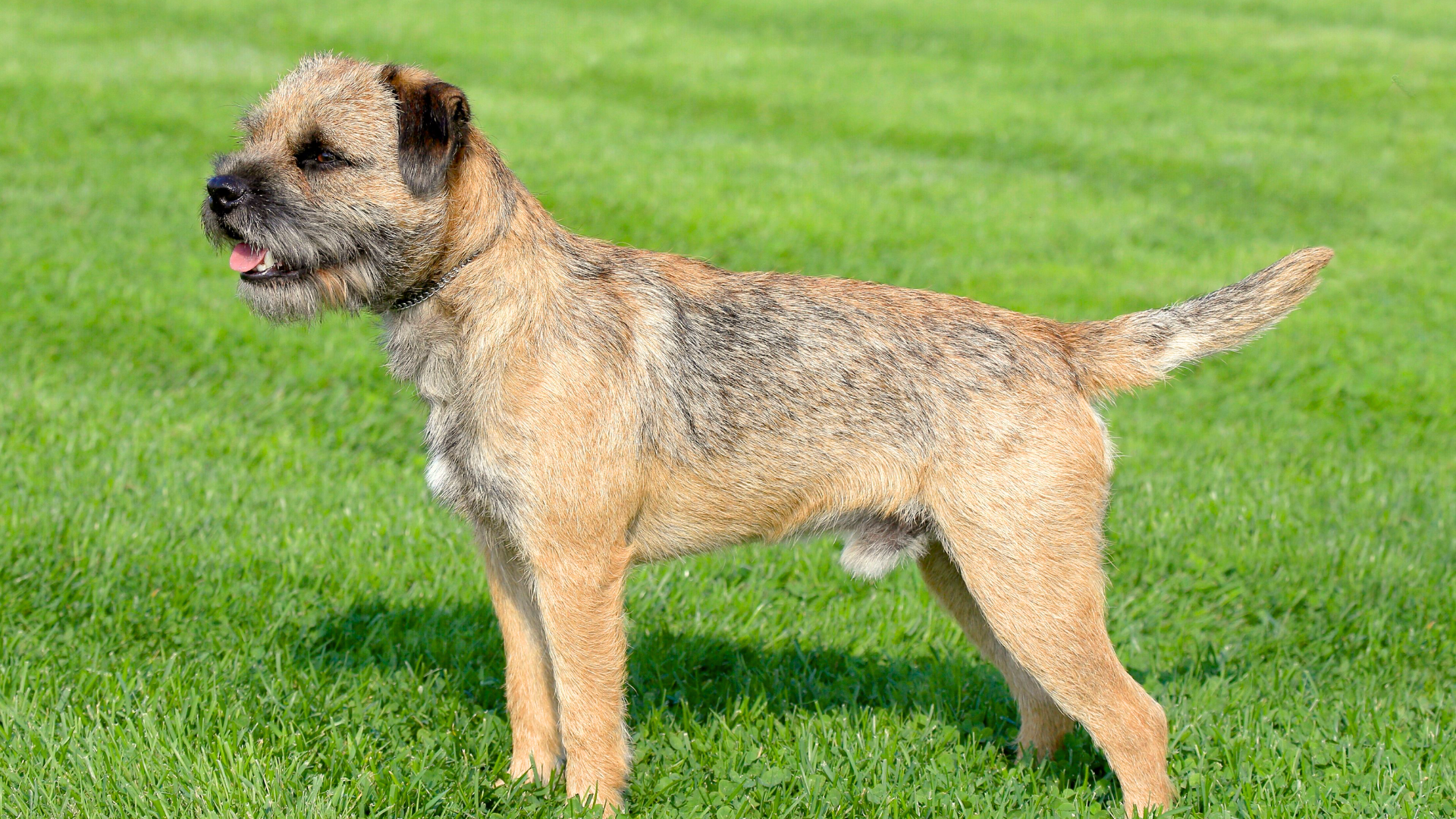 Border Terrier