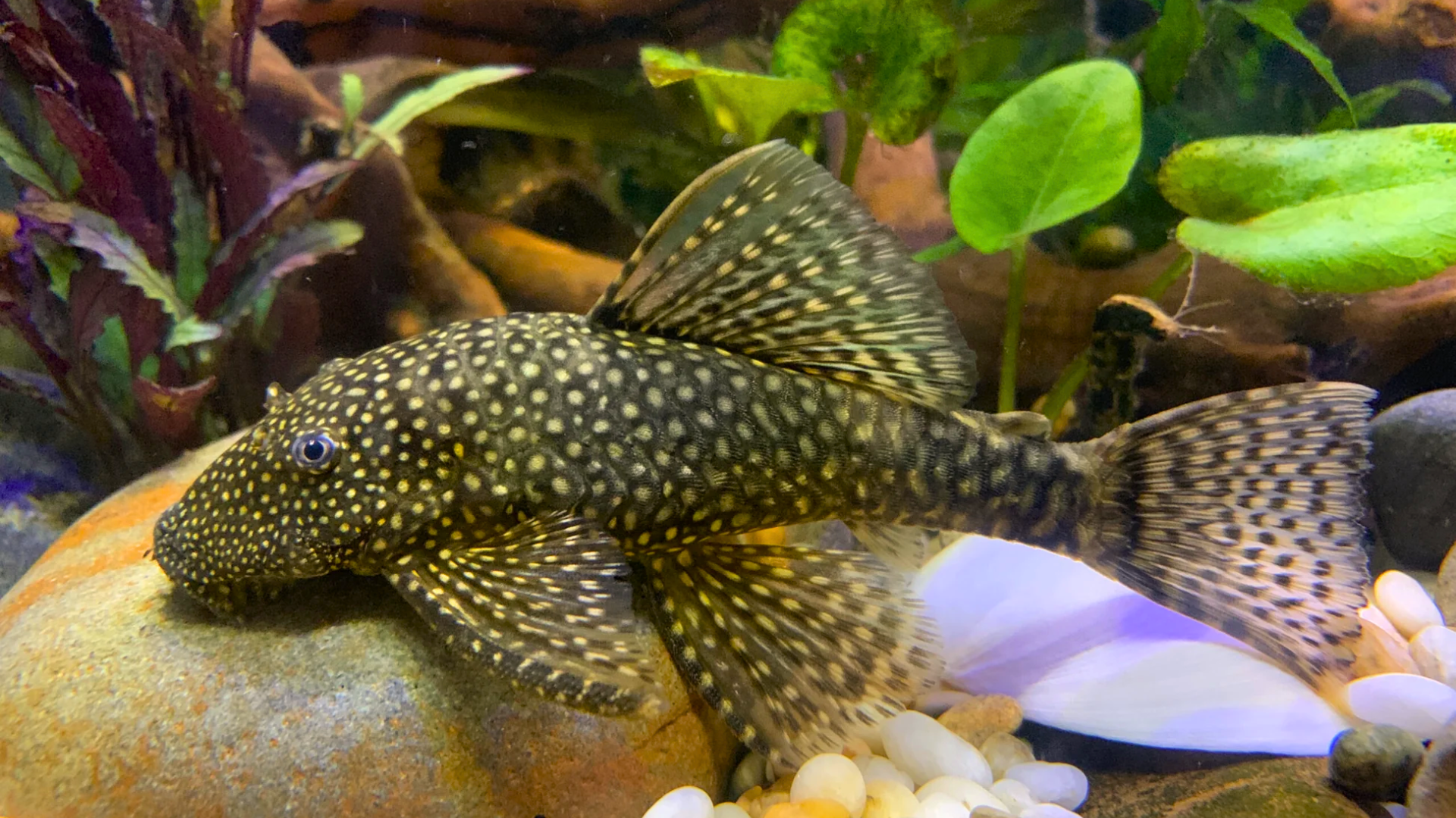 Bristlenose Pleco
