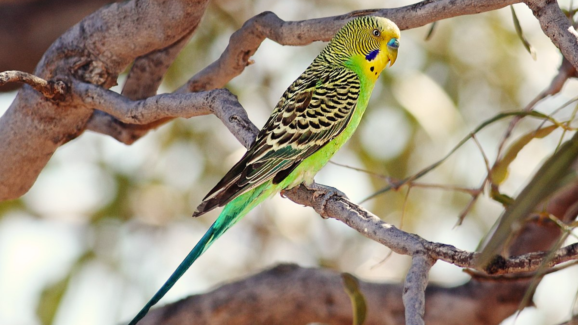 Budgerigar 