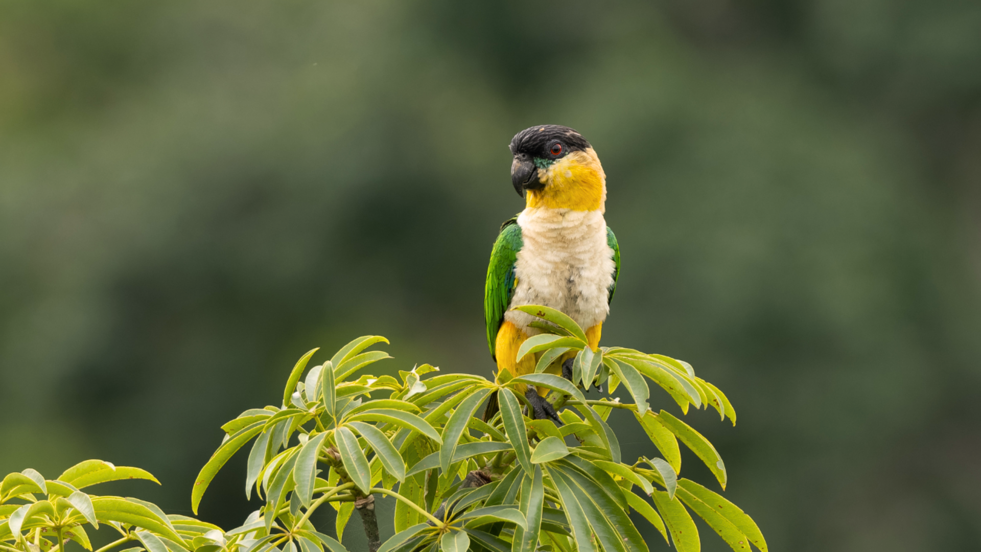 Caique