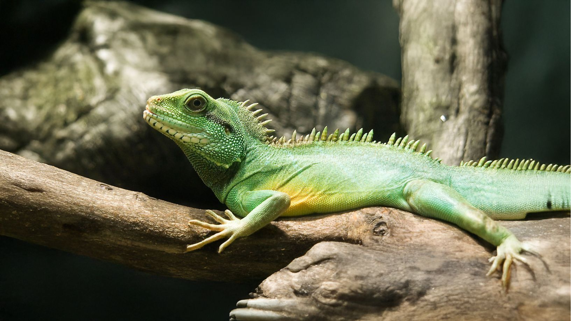 Chinese Water Dragon
