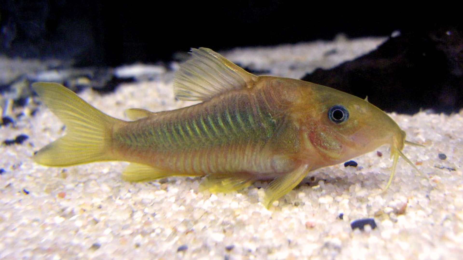 Corydoras Catfish