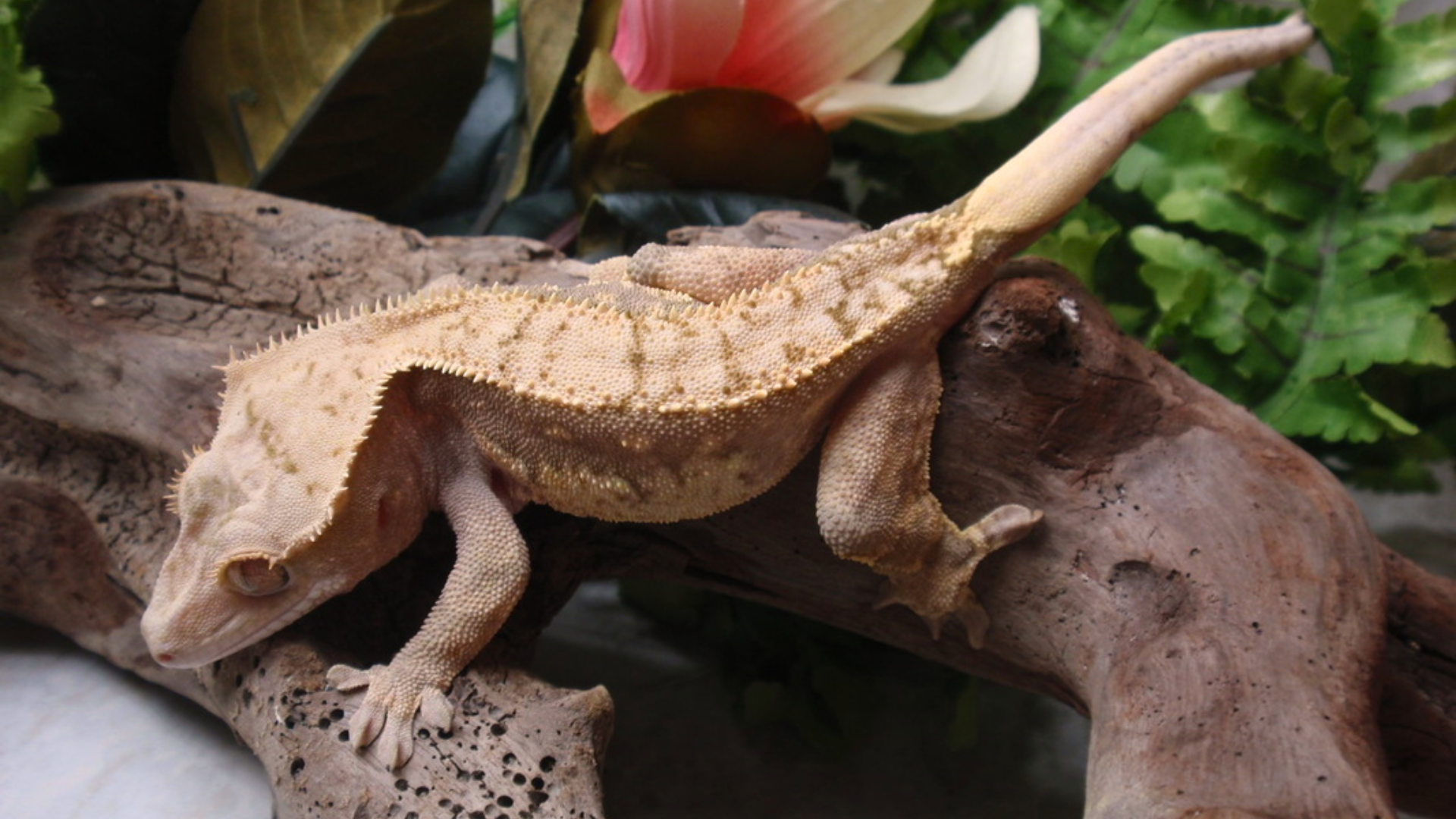 Crested Gecko