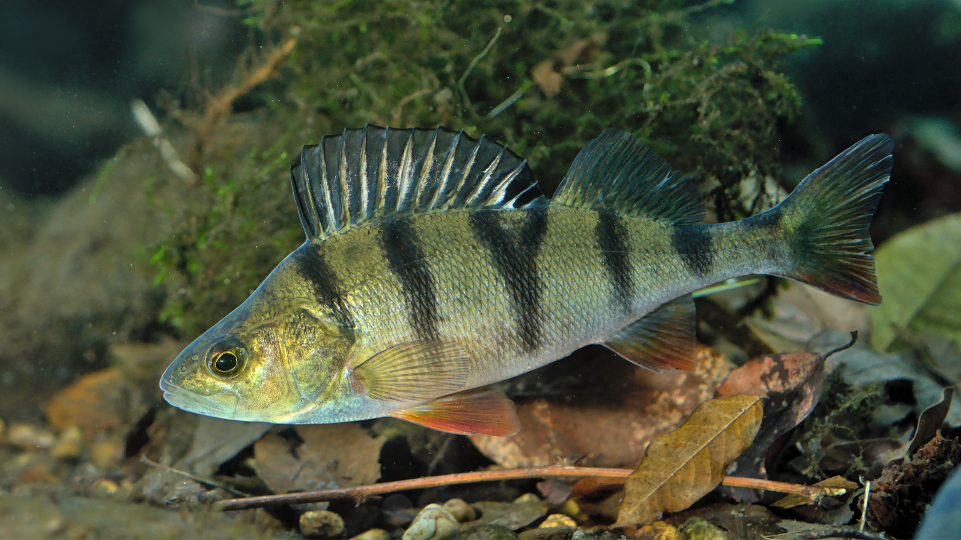 European Perch