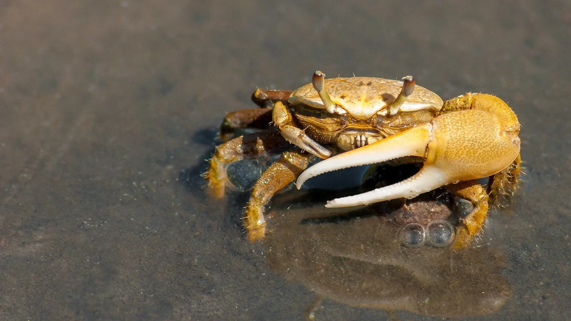 Fiddler Crab