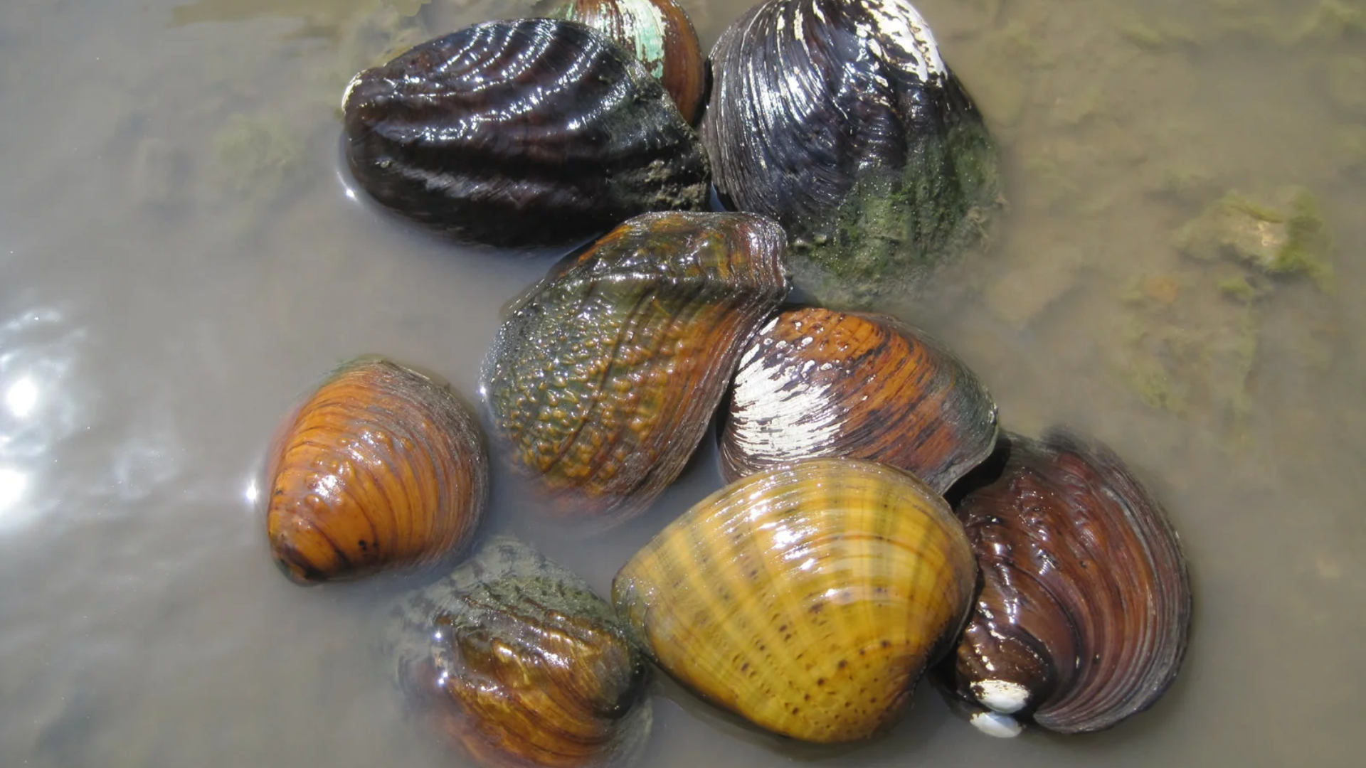 Freshwater Clam
