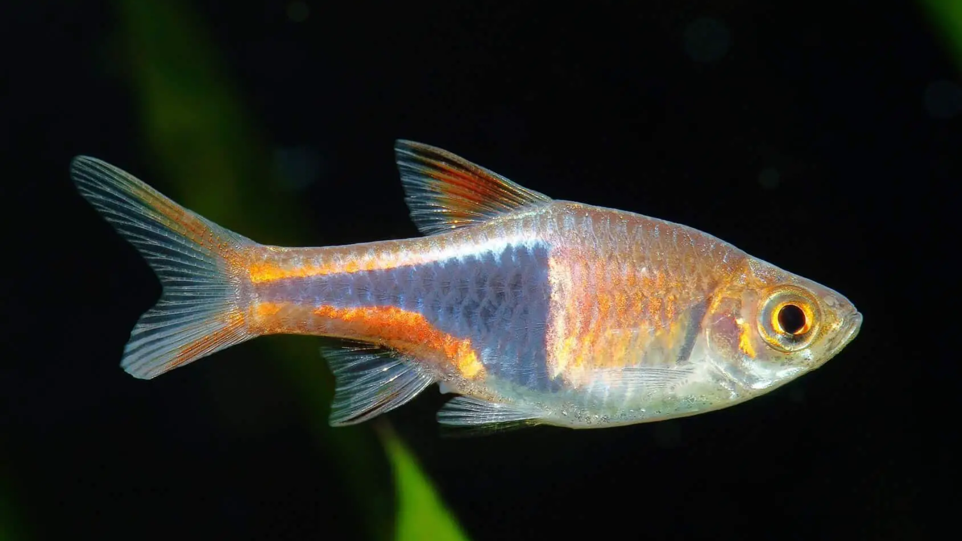 Harlequin Rasbora