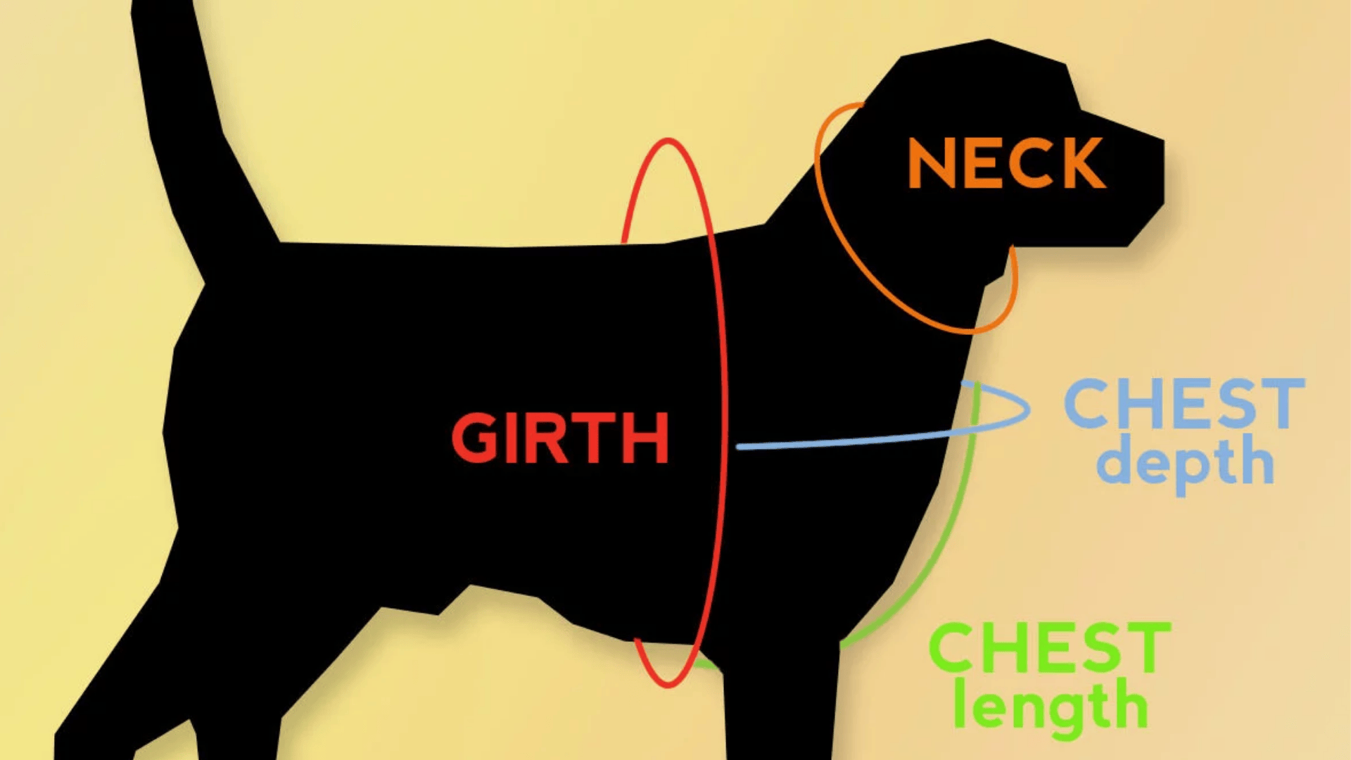 How to Measure Your Dog for a Harness