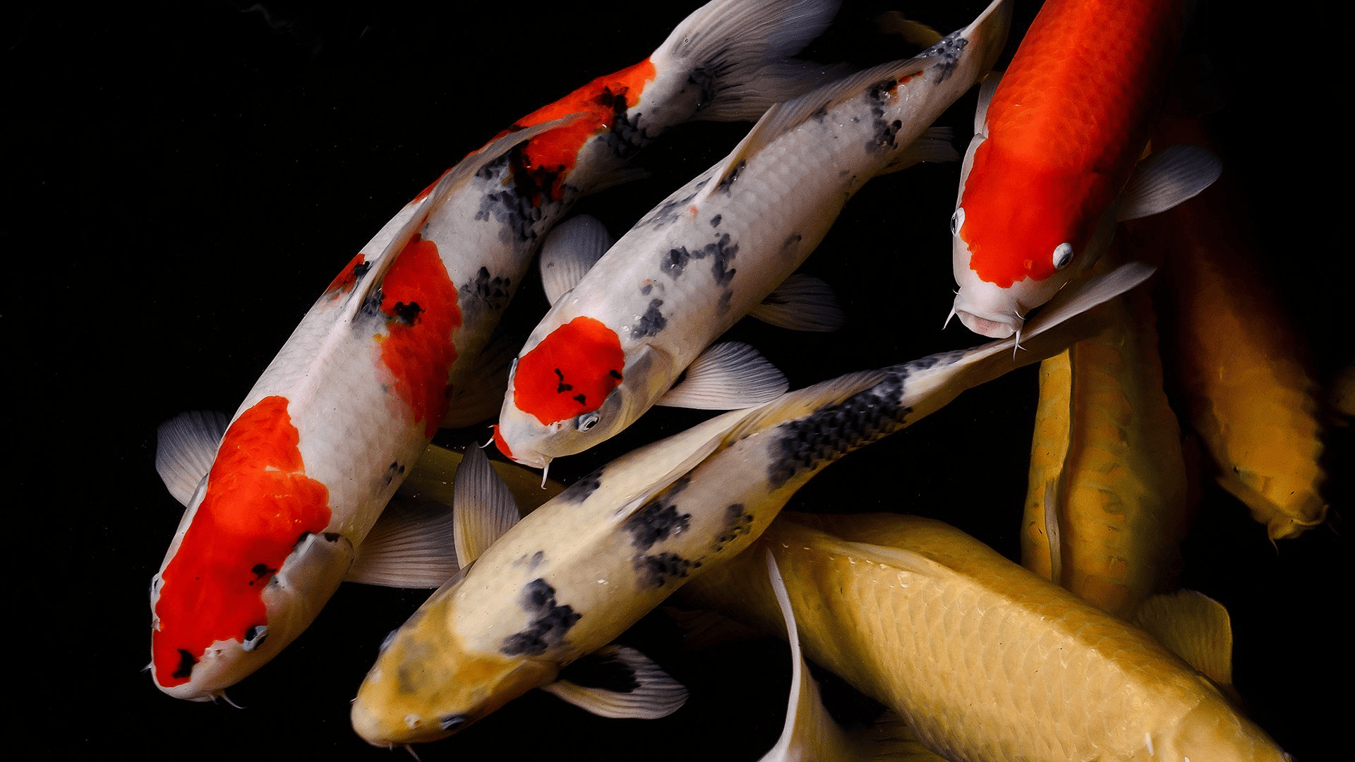 Koi Fish Aquarium: Feasibility & Ethical Insights