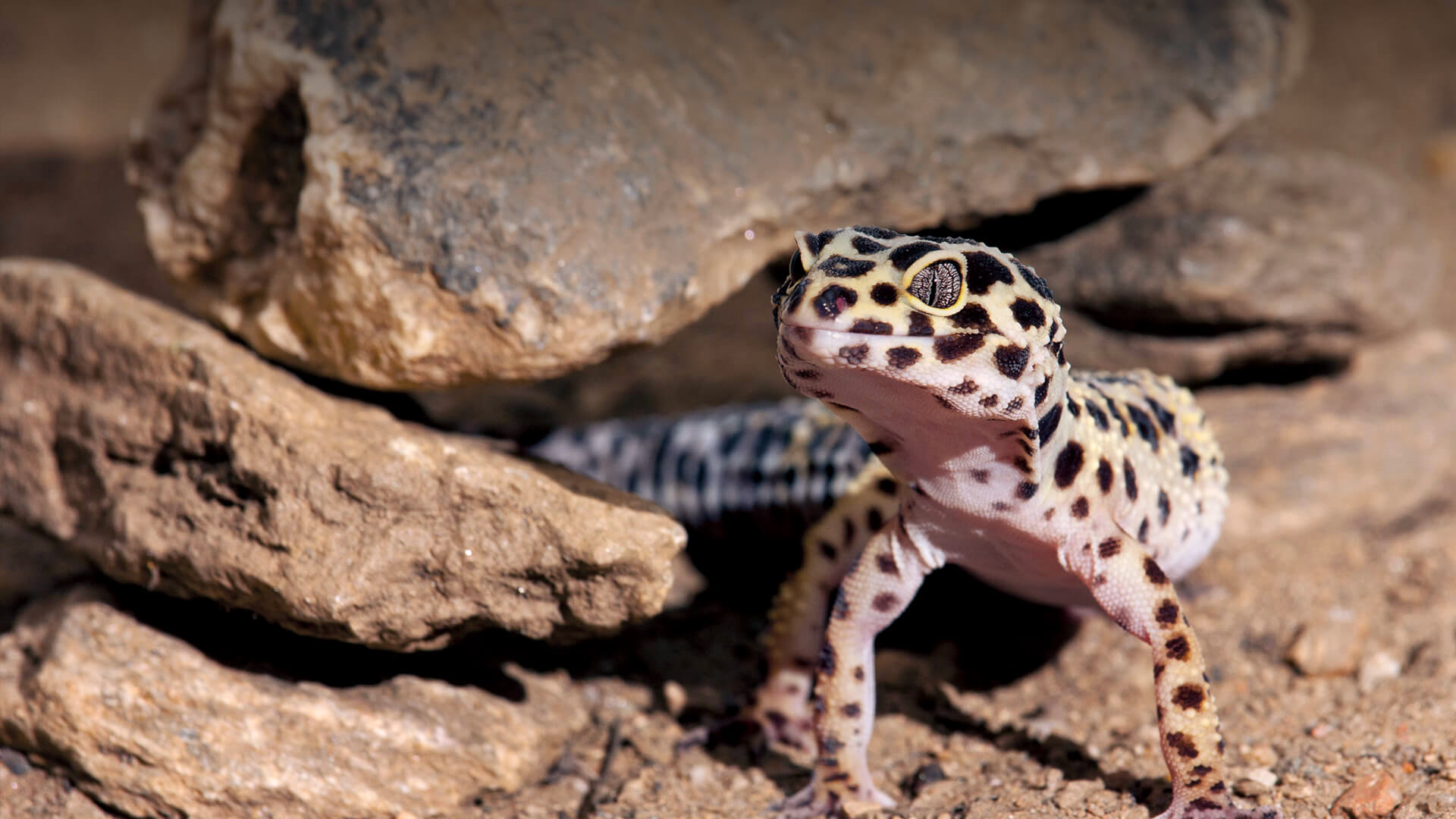 Leopard Gecko
