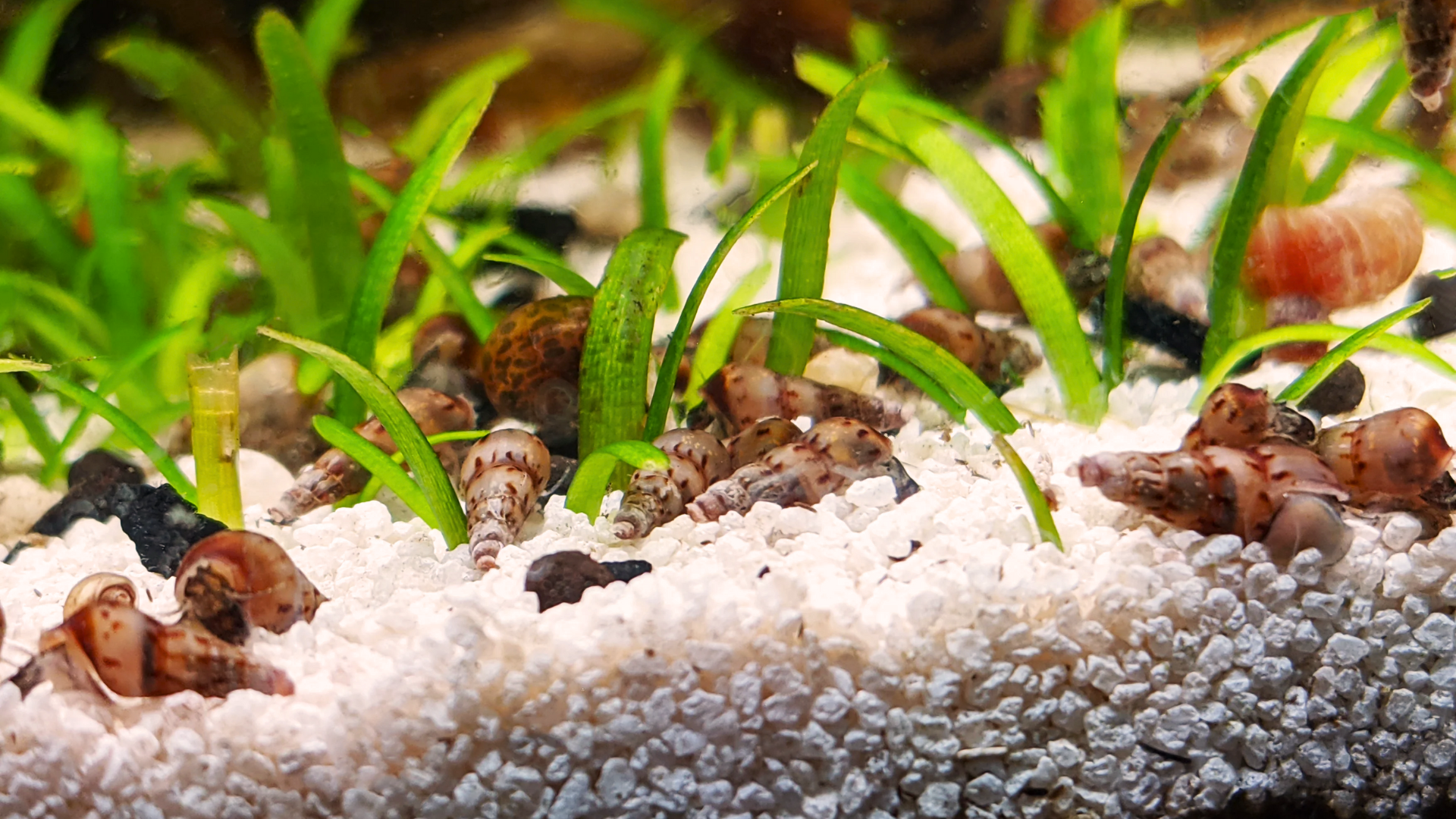 Malaysian Trumpet Snail