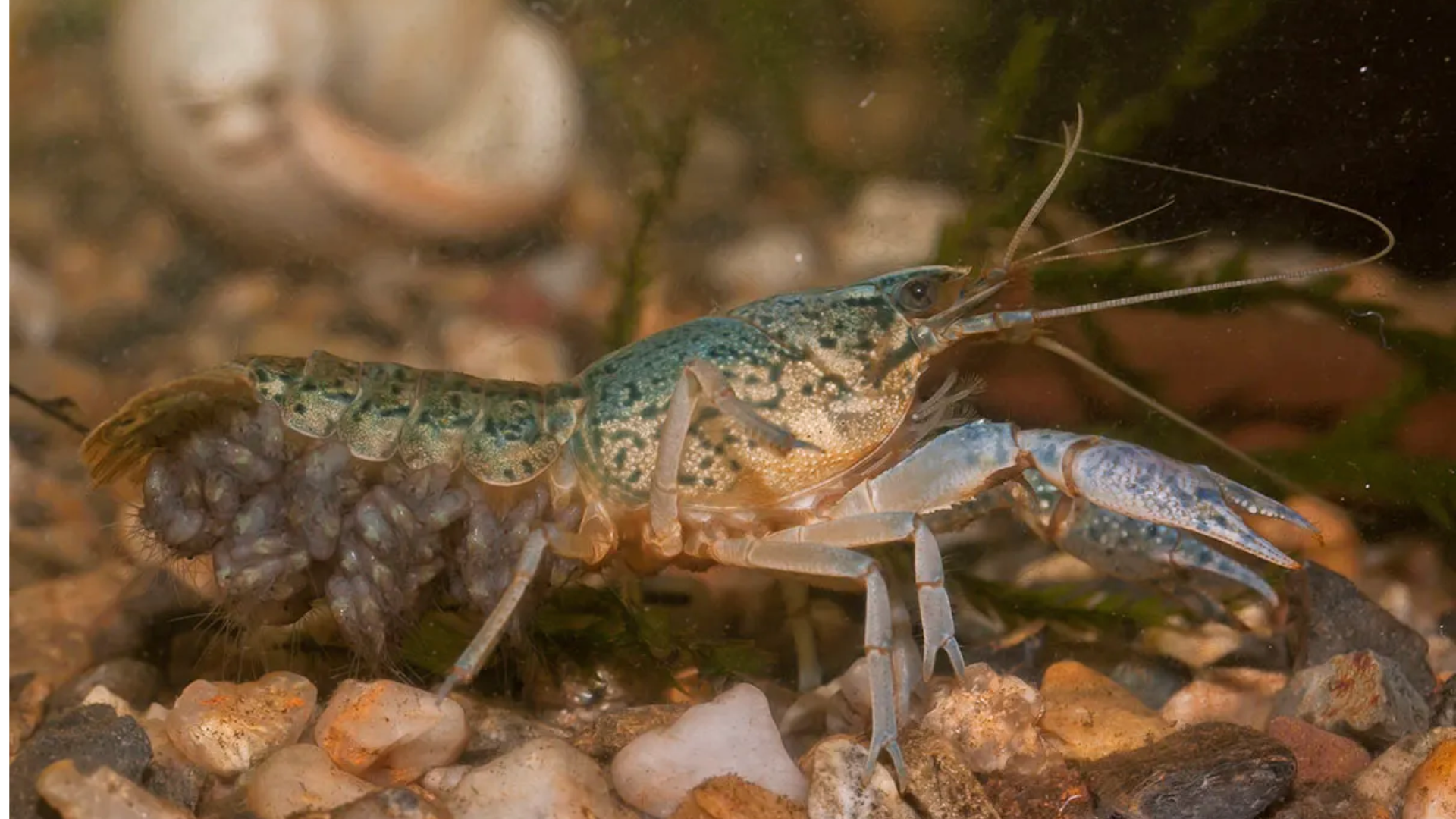 Marbled Crayfish