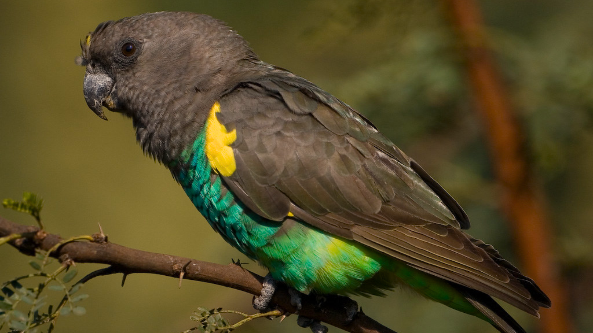 Meyer’s Parrot