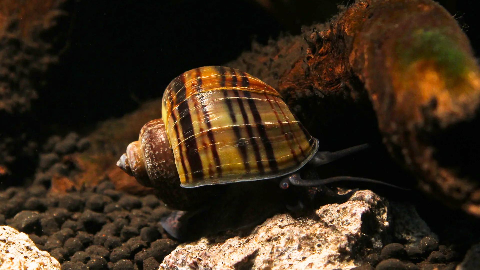 Mystery Snail