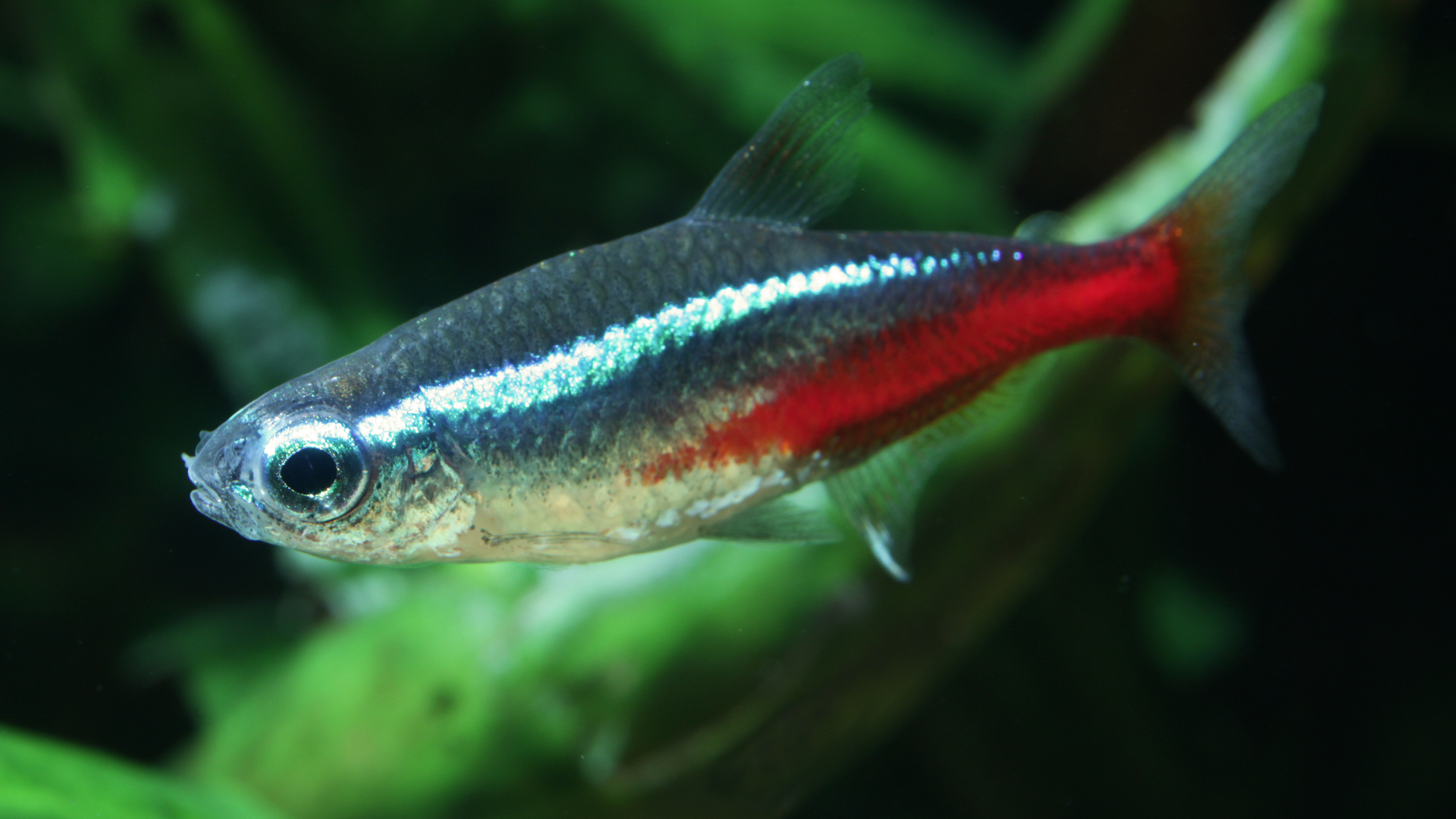 Neon Tetra