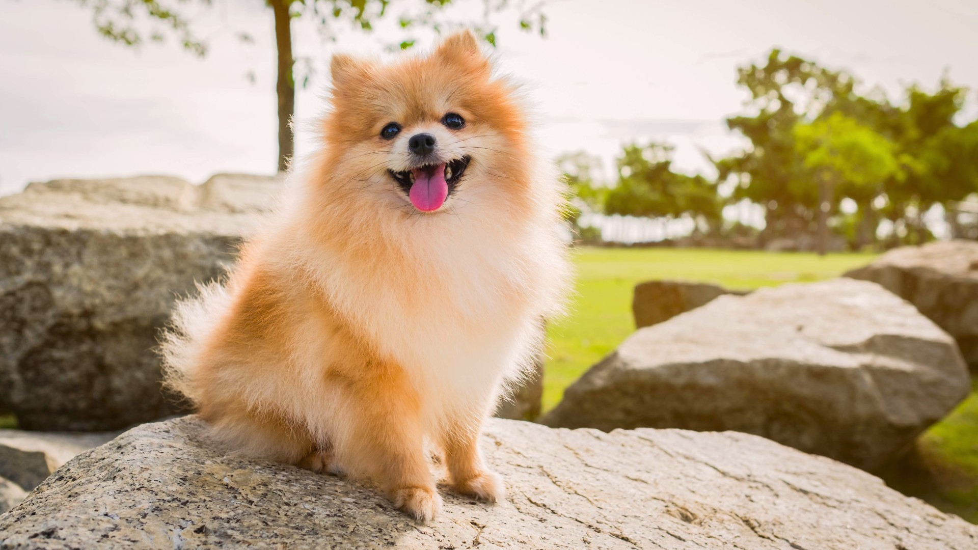 Pomeranian