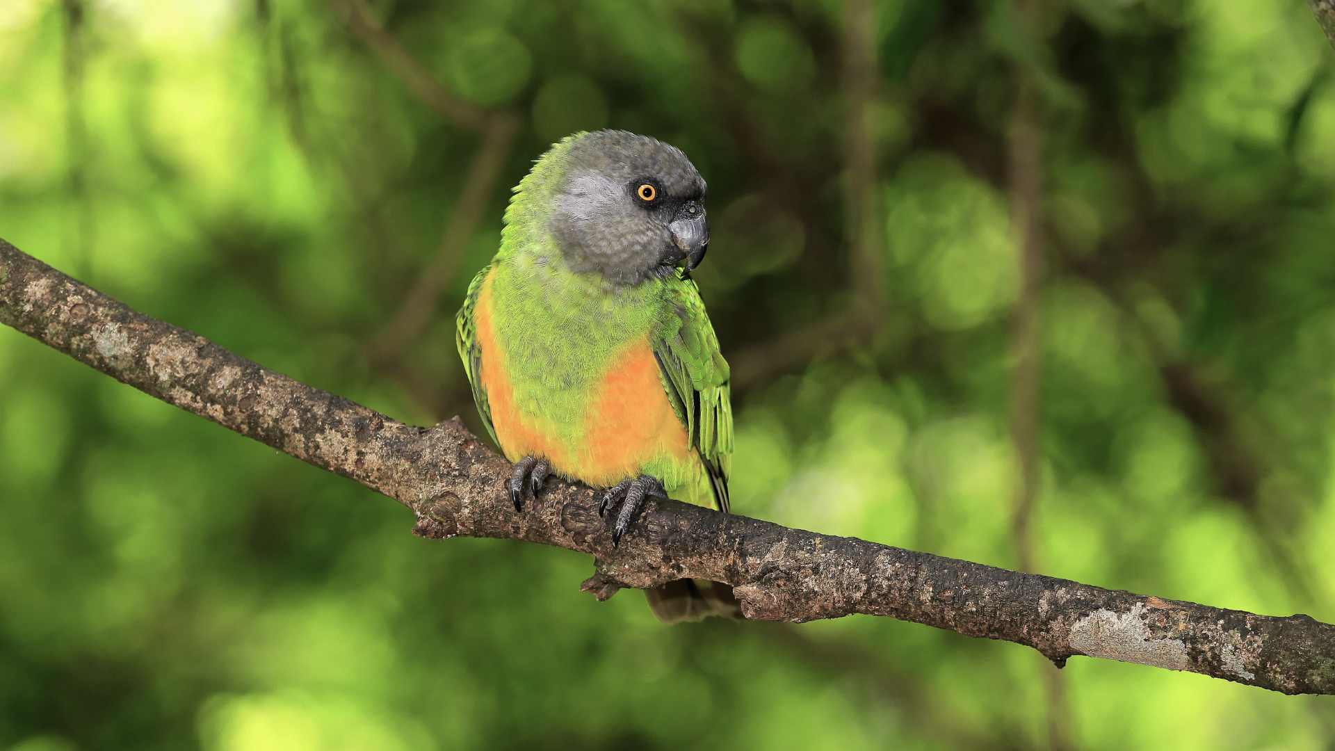 Senegal Parrot