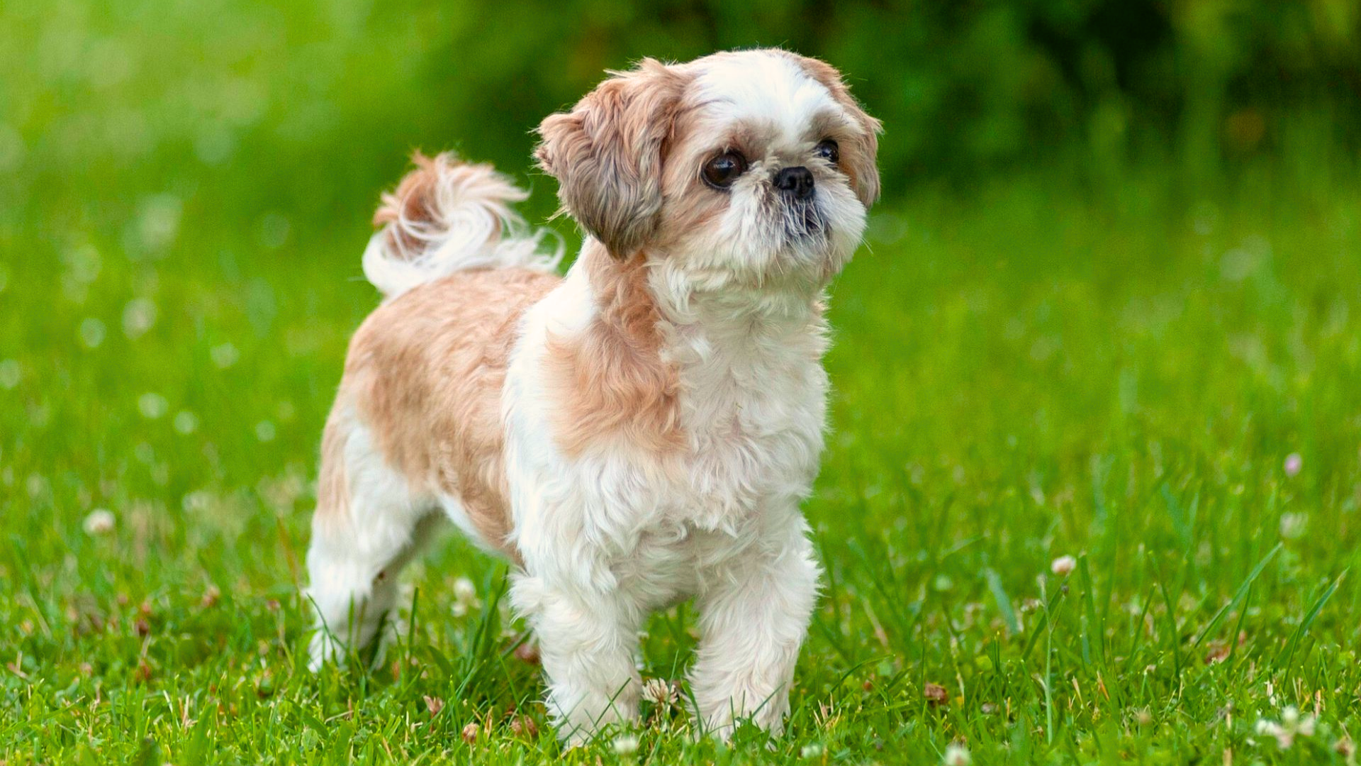 Shih Tzu