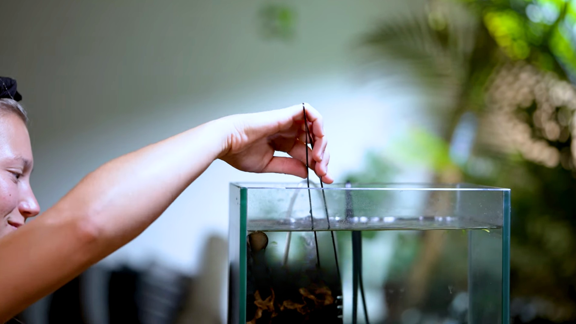 Step 2: Remove Visible Algae and Debris with Tweezers