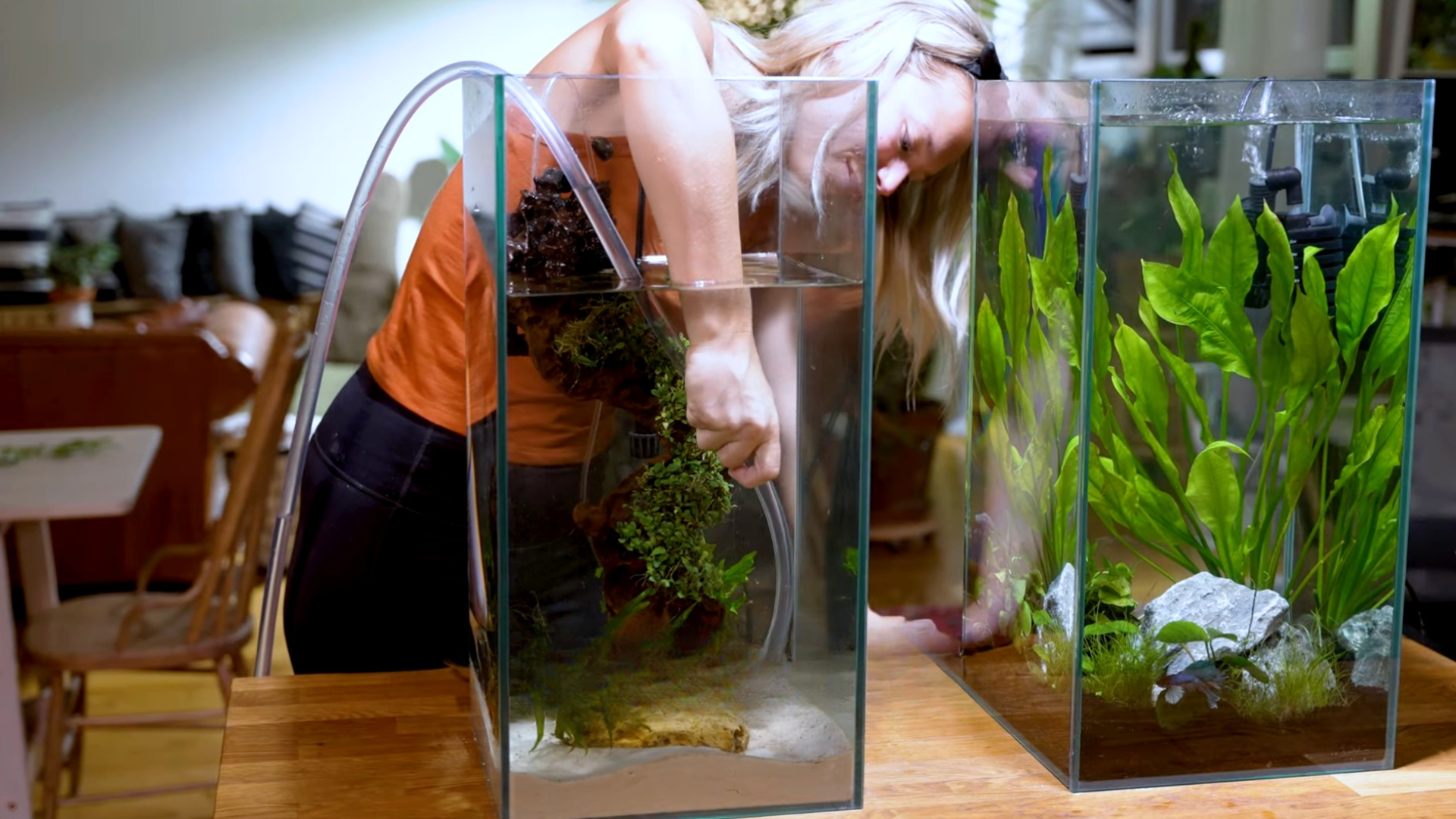 Step 6: Vacuum the Gravel and Siphon Water