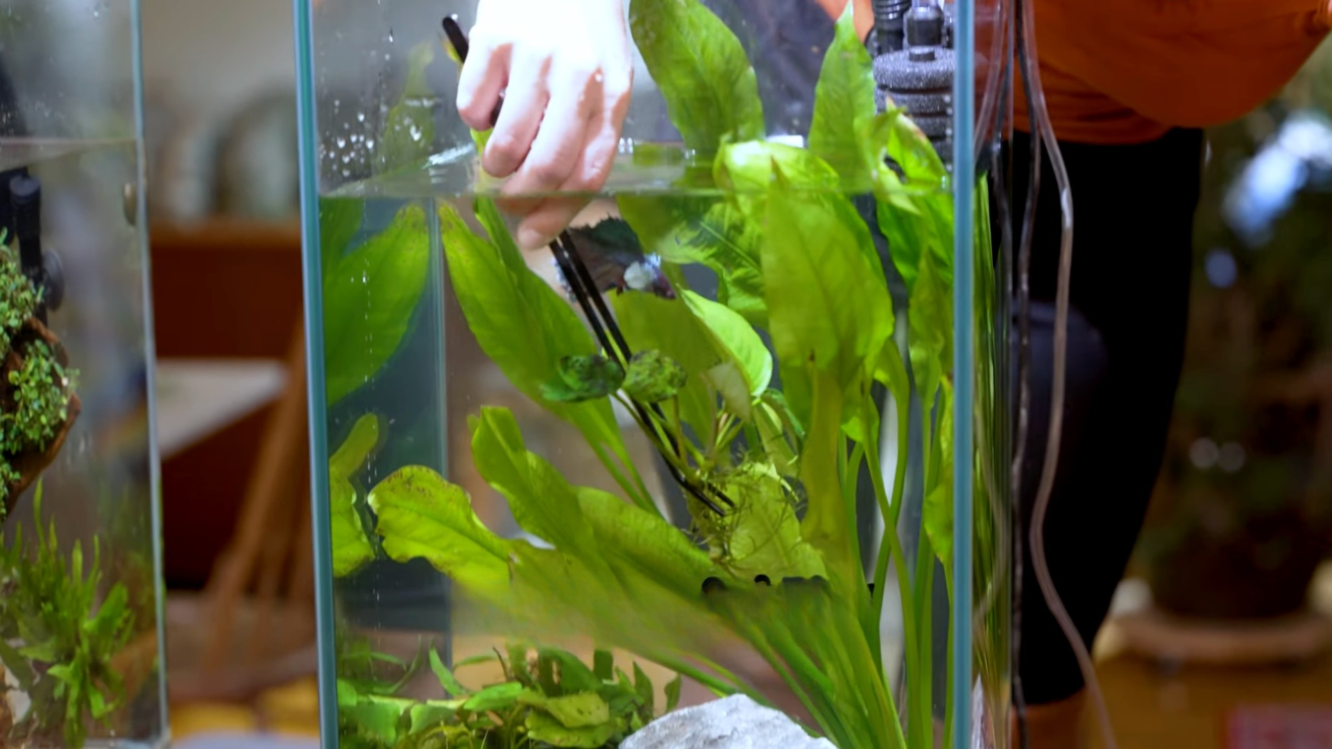 Step 9: Replace Plants, Add Nutrients, and Top Off Water