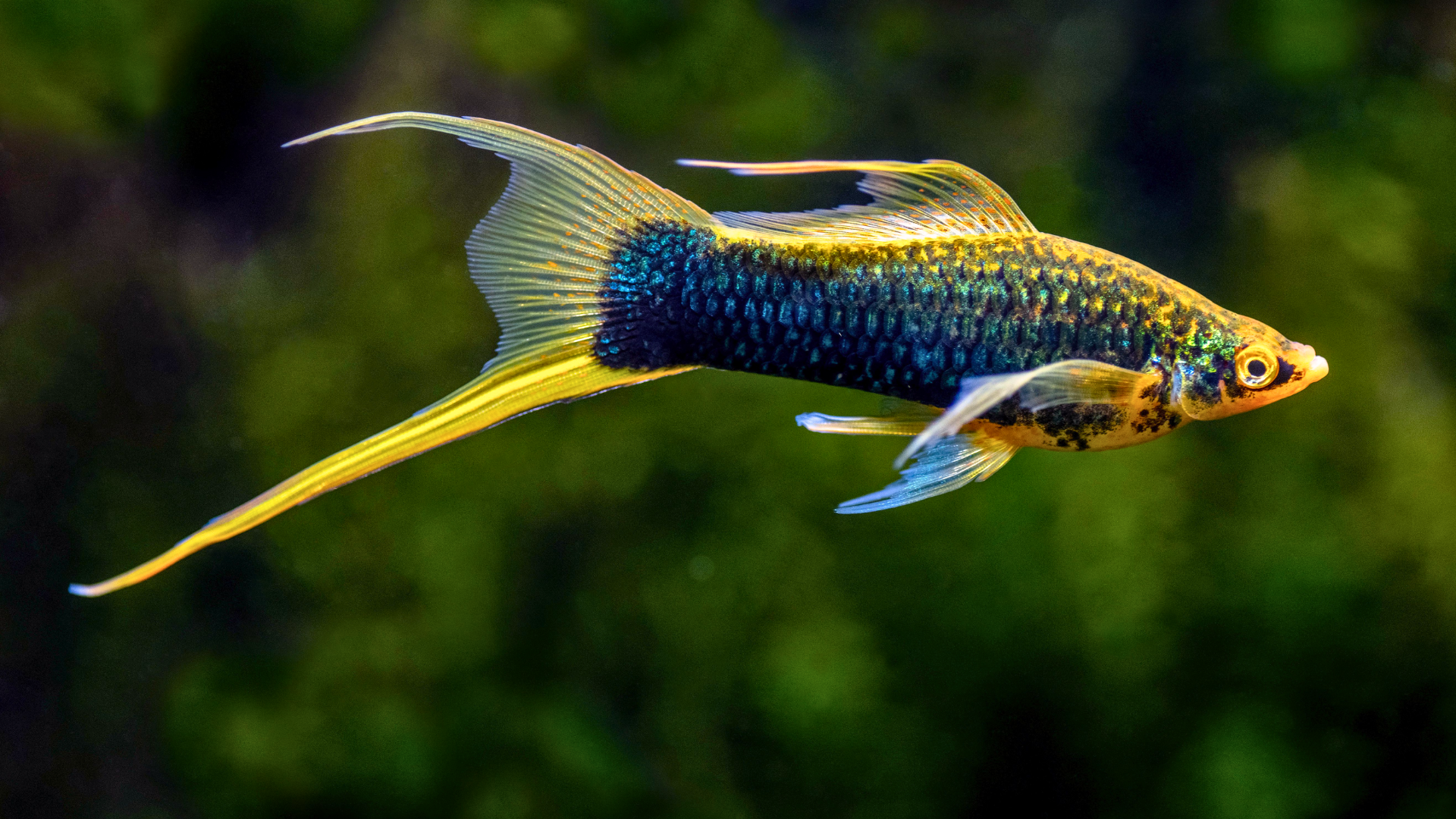 Swordtail