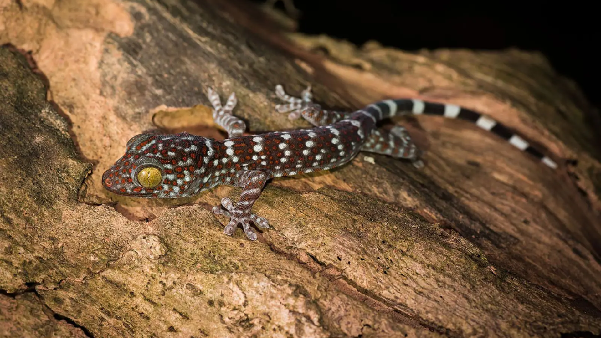 Tokay Gecko