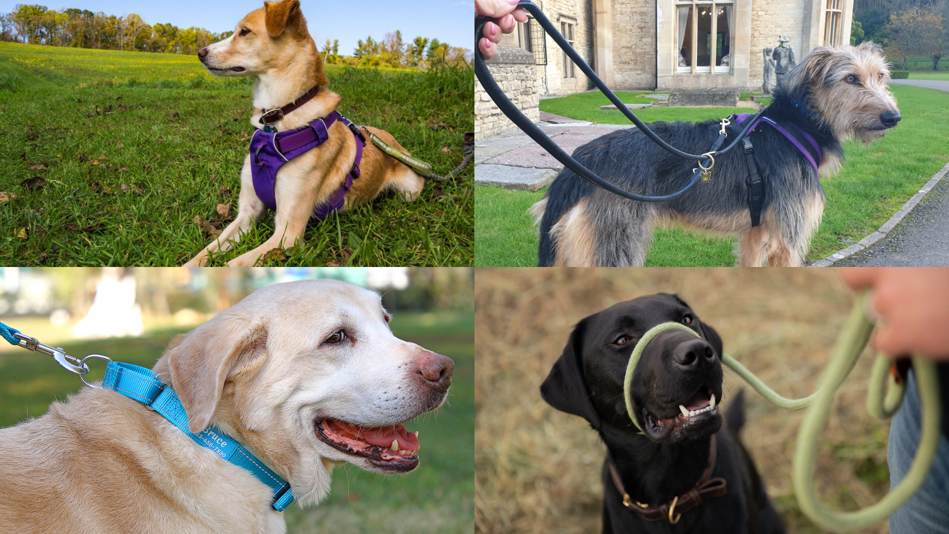 Types of leash