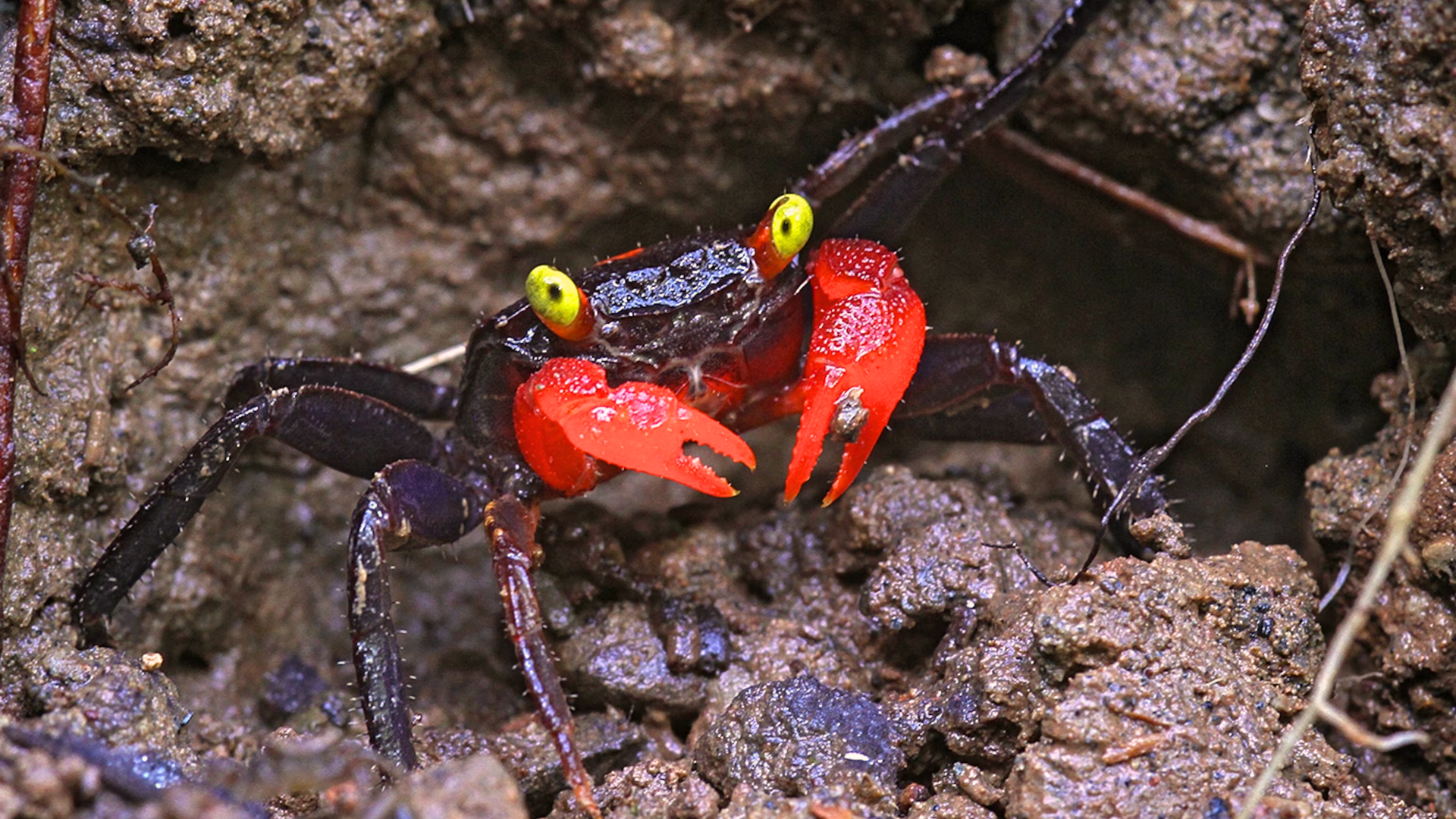 Vampire Crab