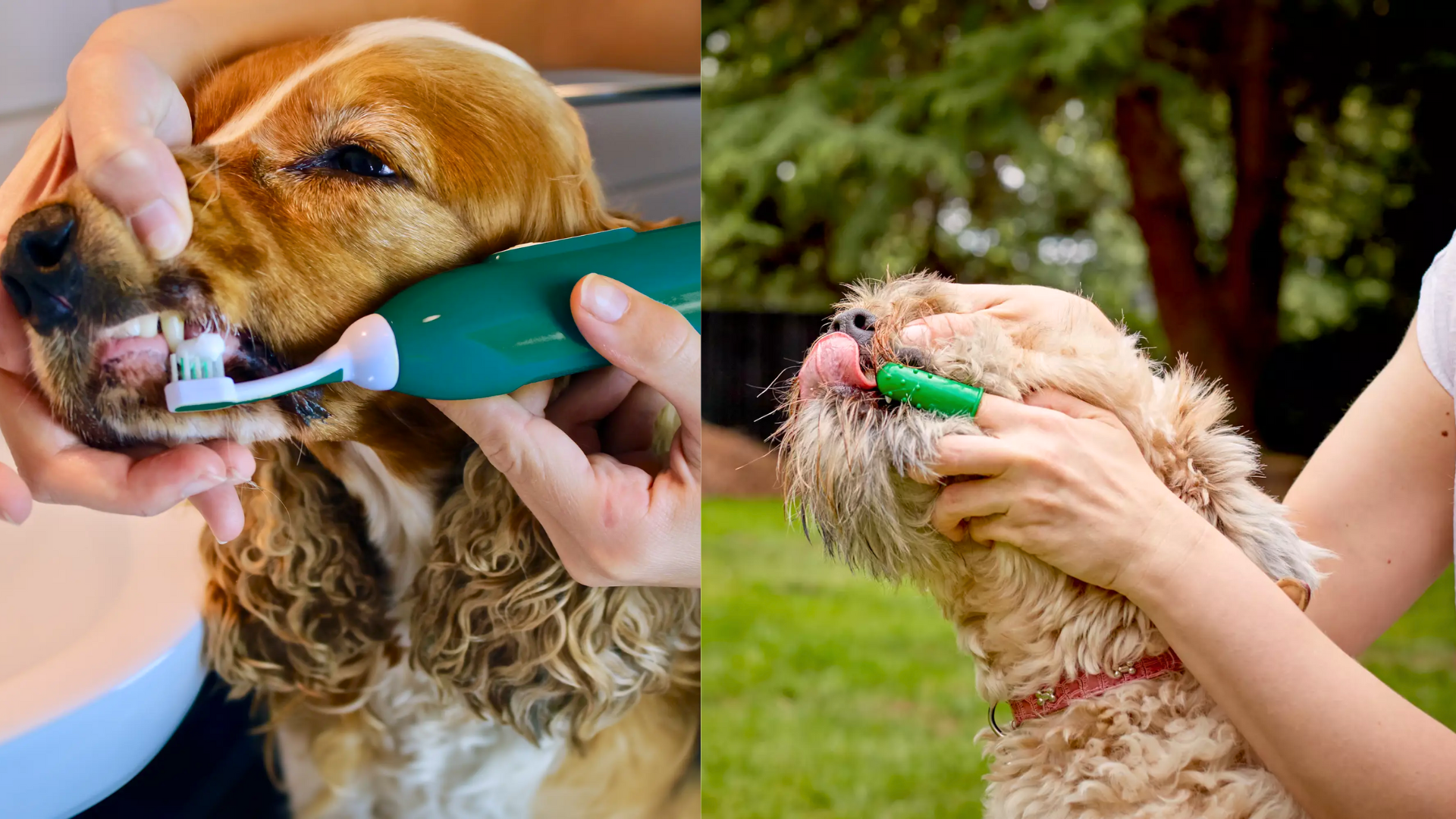 What Type of Toothbrush Should You Use?