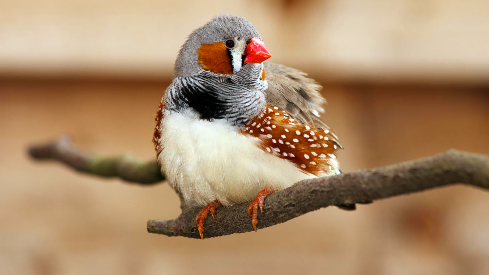 Zebra Finch