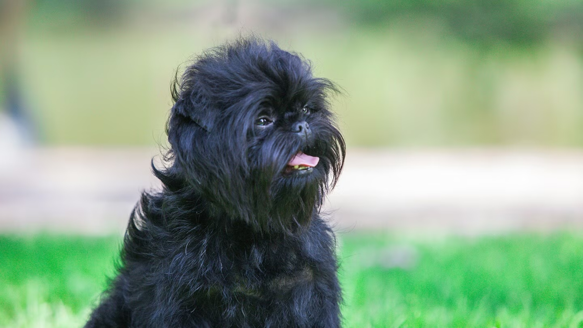 affenpinscher