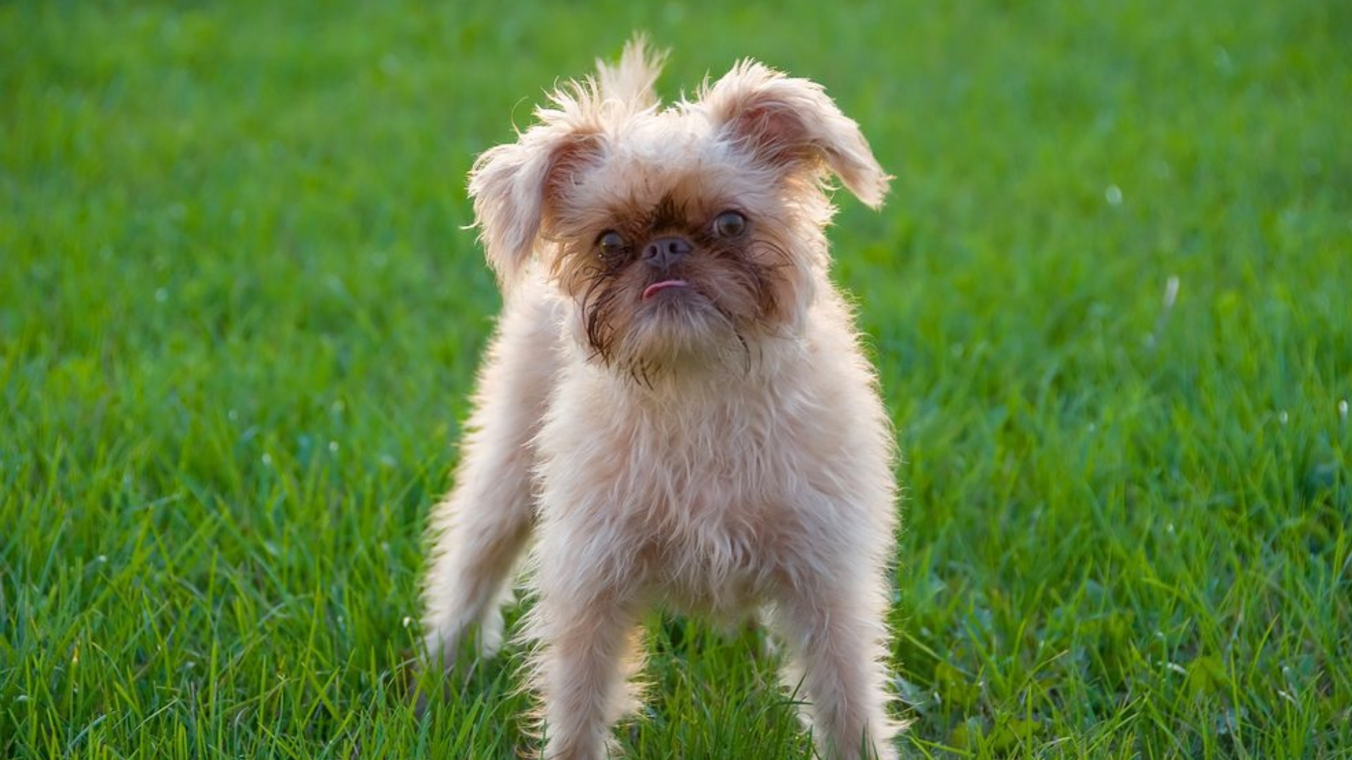brussels-griffon