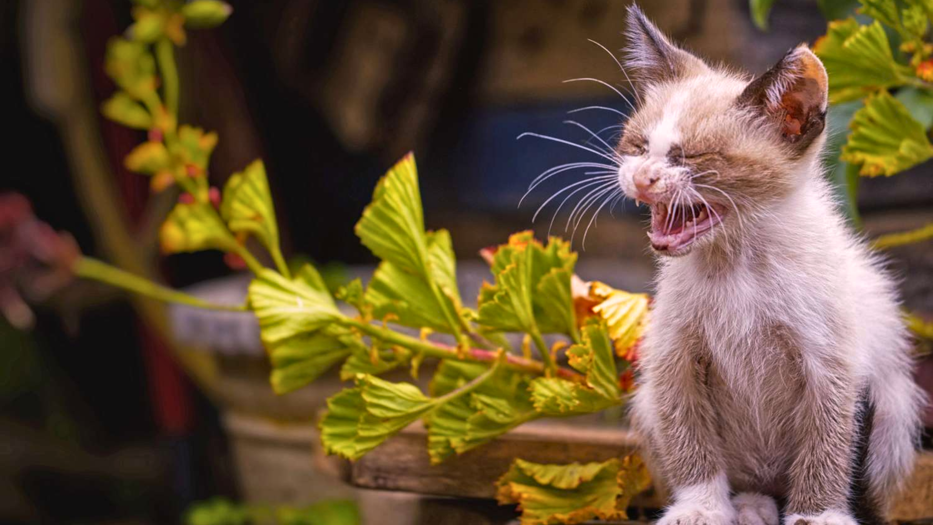 Common Reasons Your Cat Might Be Sneezing