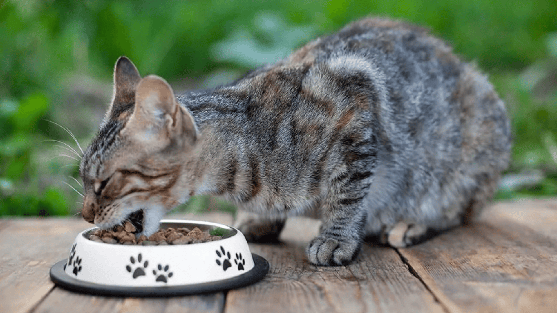 cat throwing up food