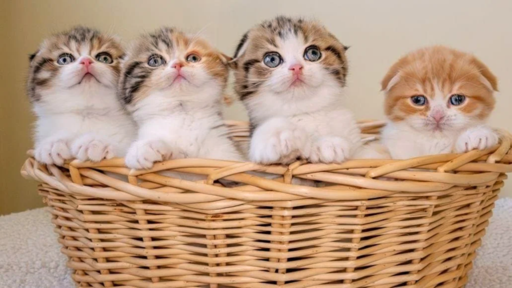 Cat Essentials Every Owner Needs