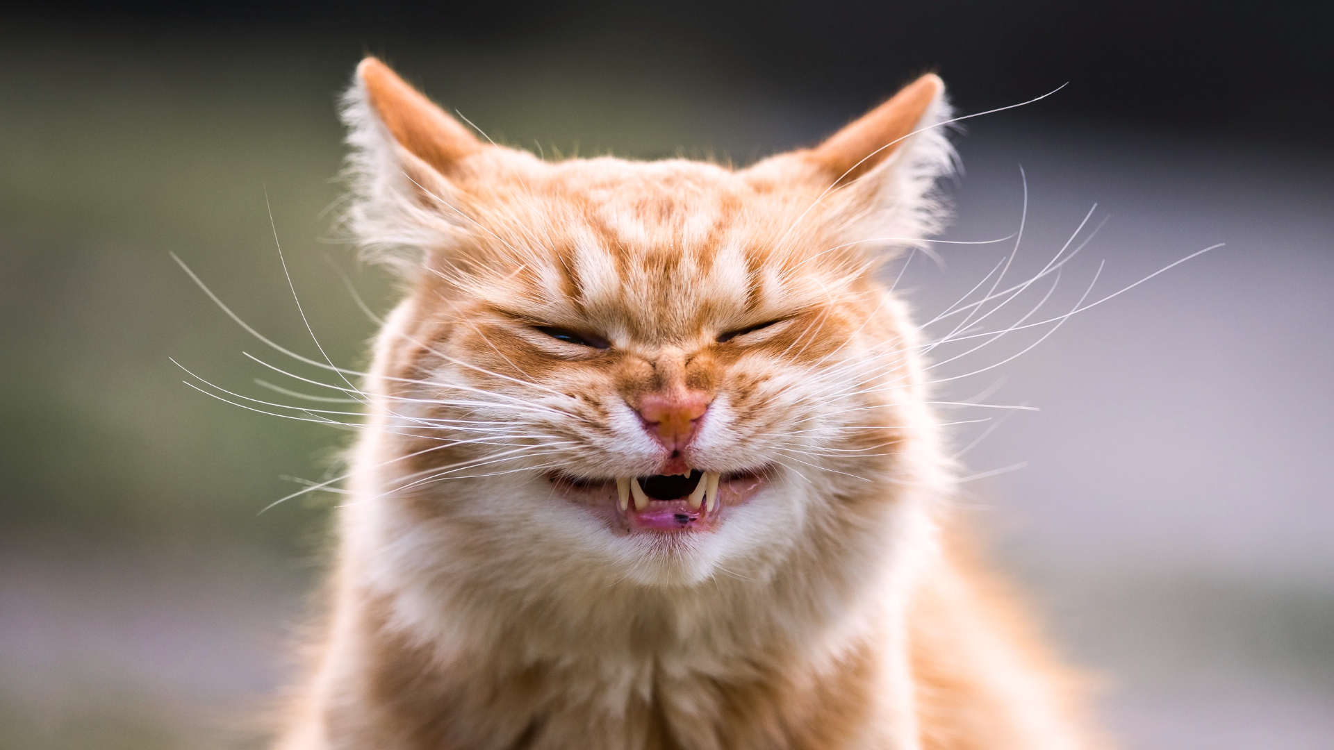 cat sneezing a lot featured image