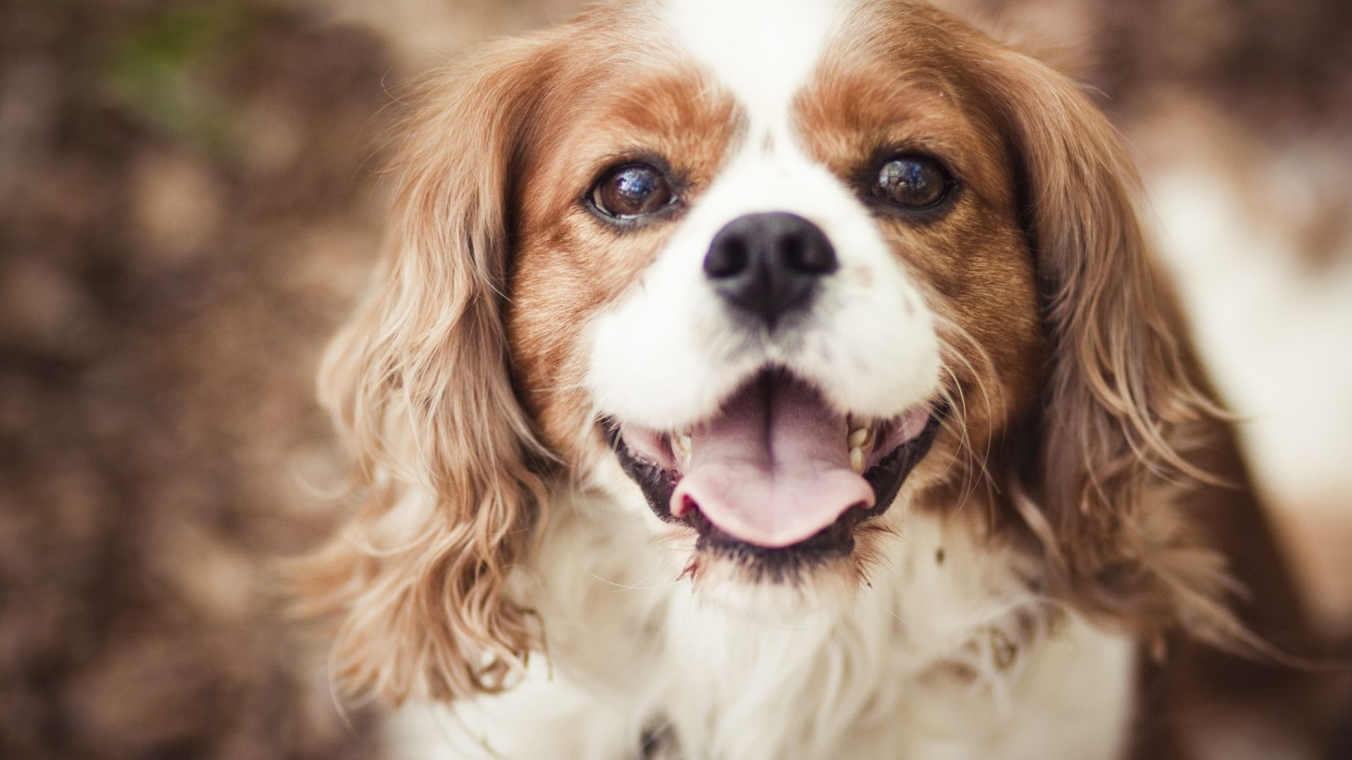 cavalier-king-charles-spaniel