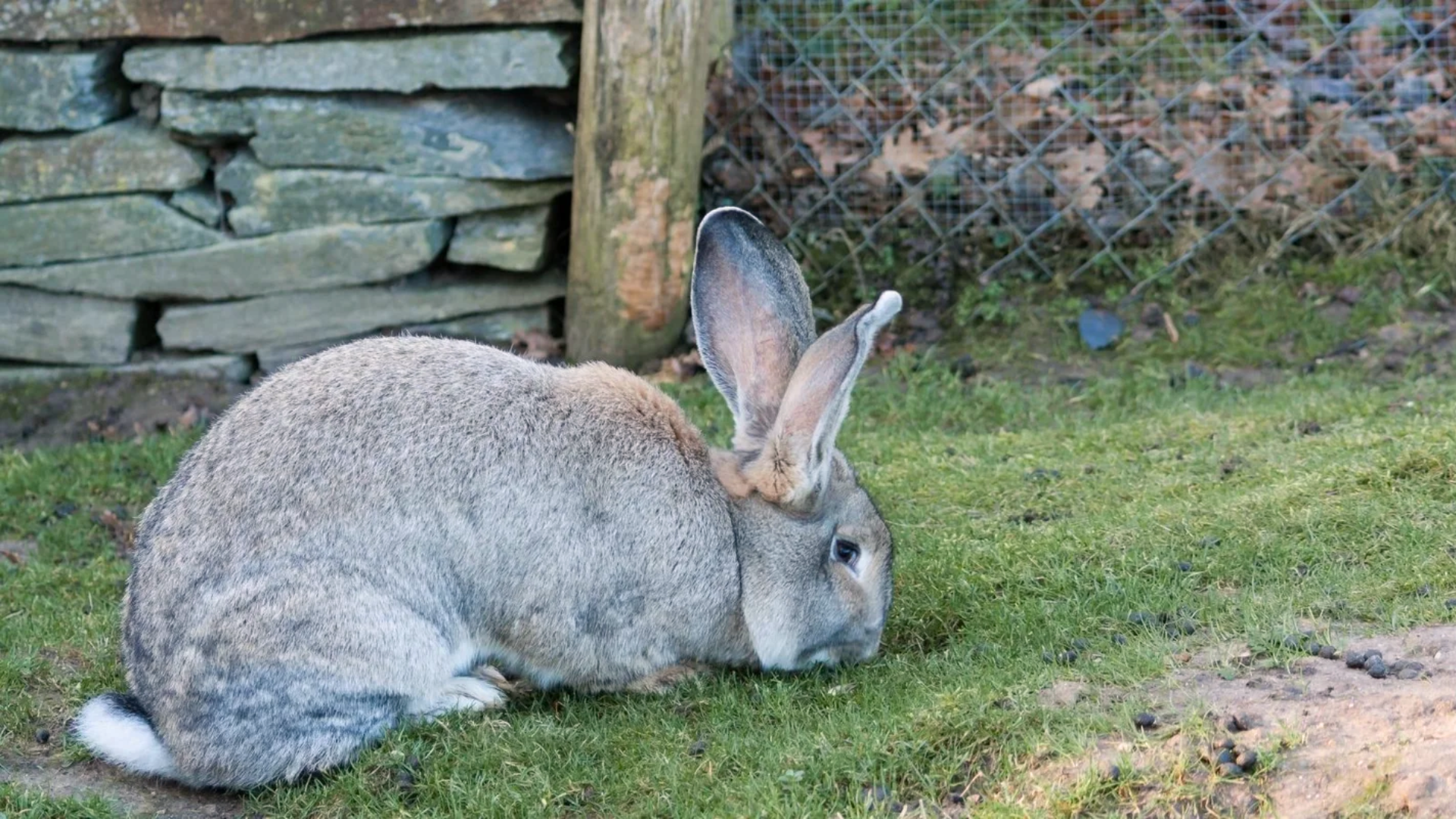 continental giant rabbit