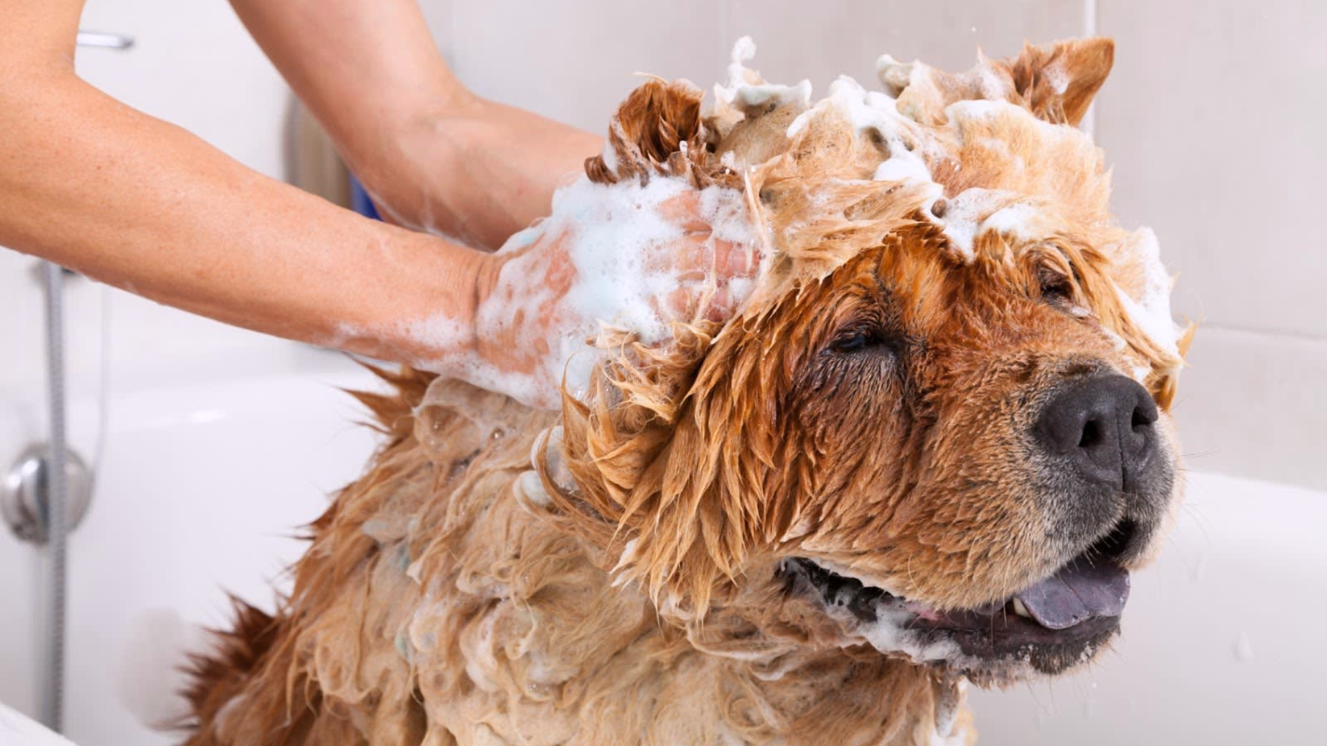 dog grooming cost