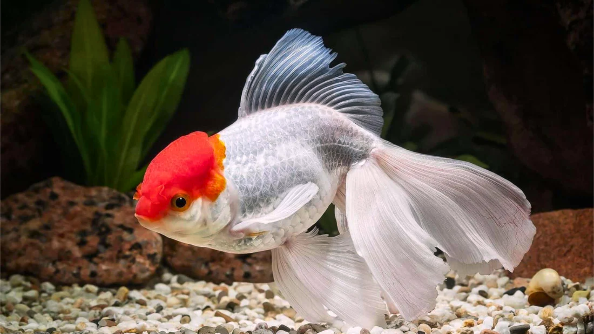 goldfish care guide