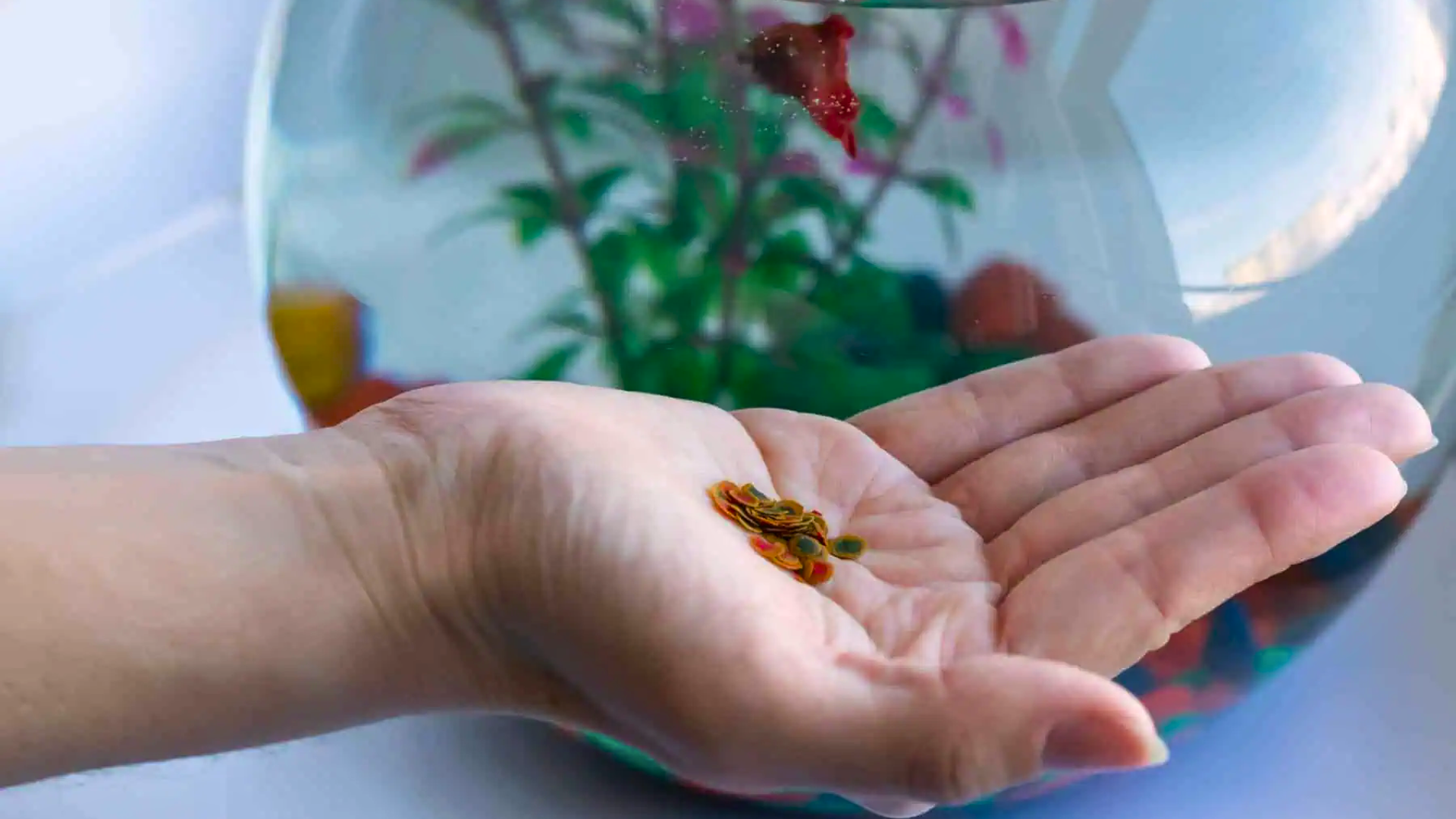 how much to feed betta fish