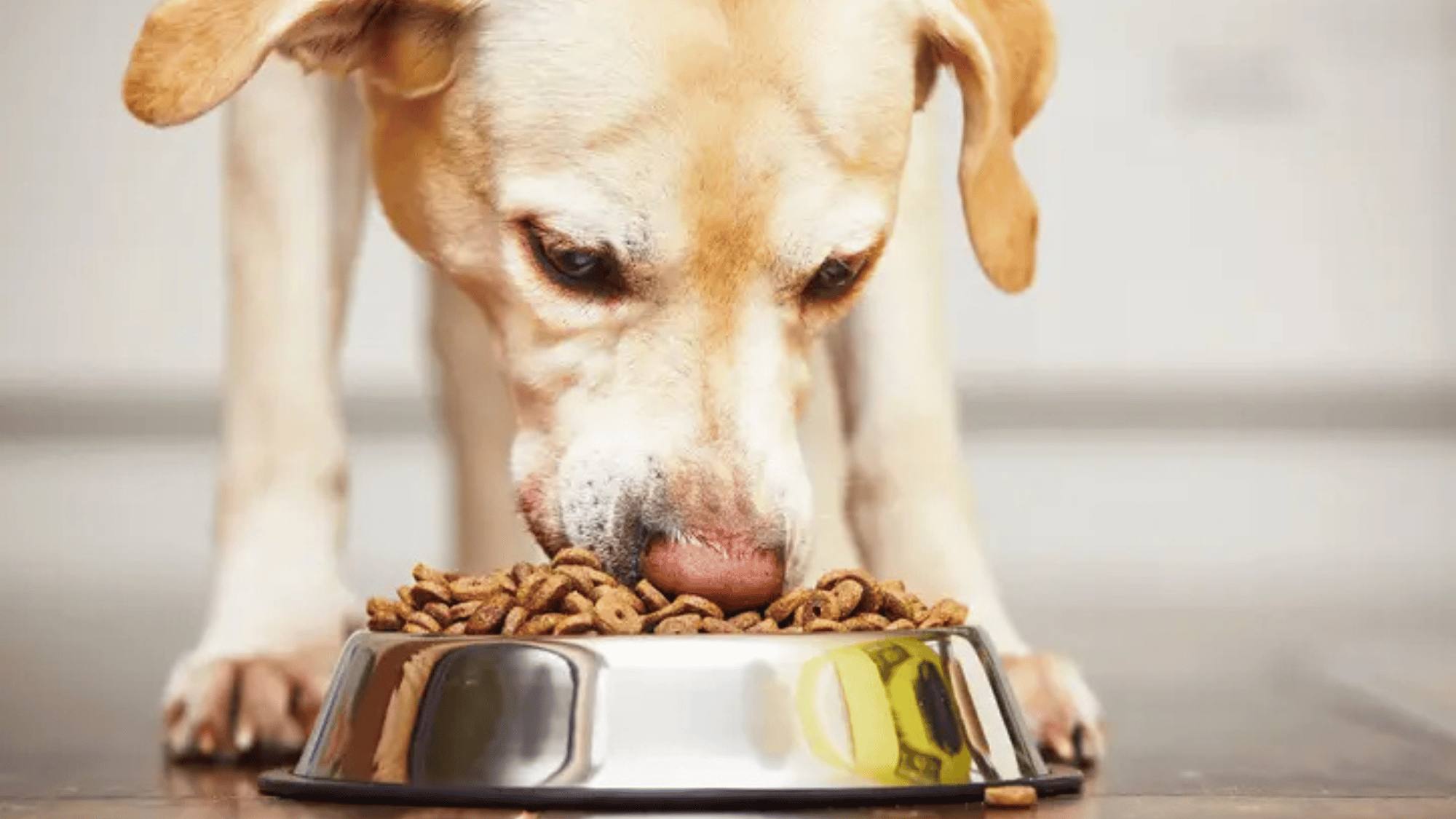How PNA Helps You Make Informed Pet Food Choices