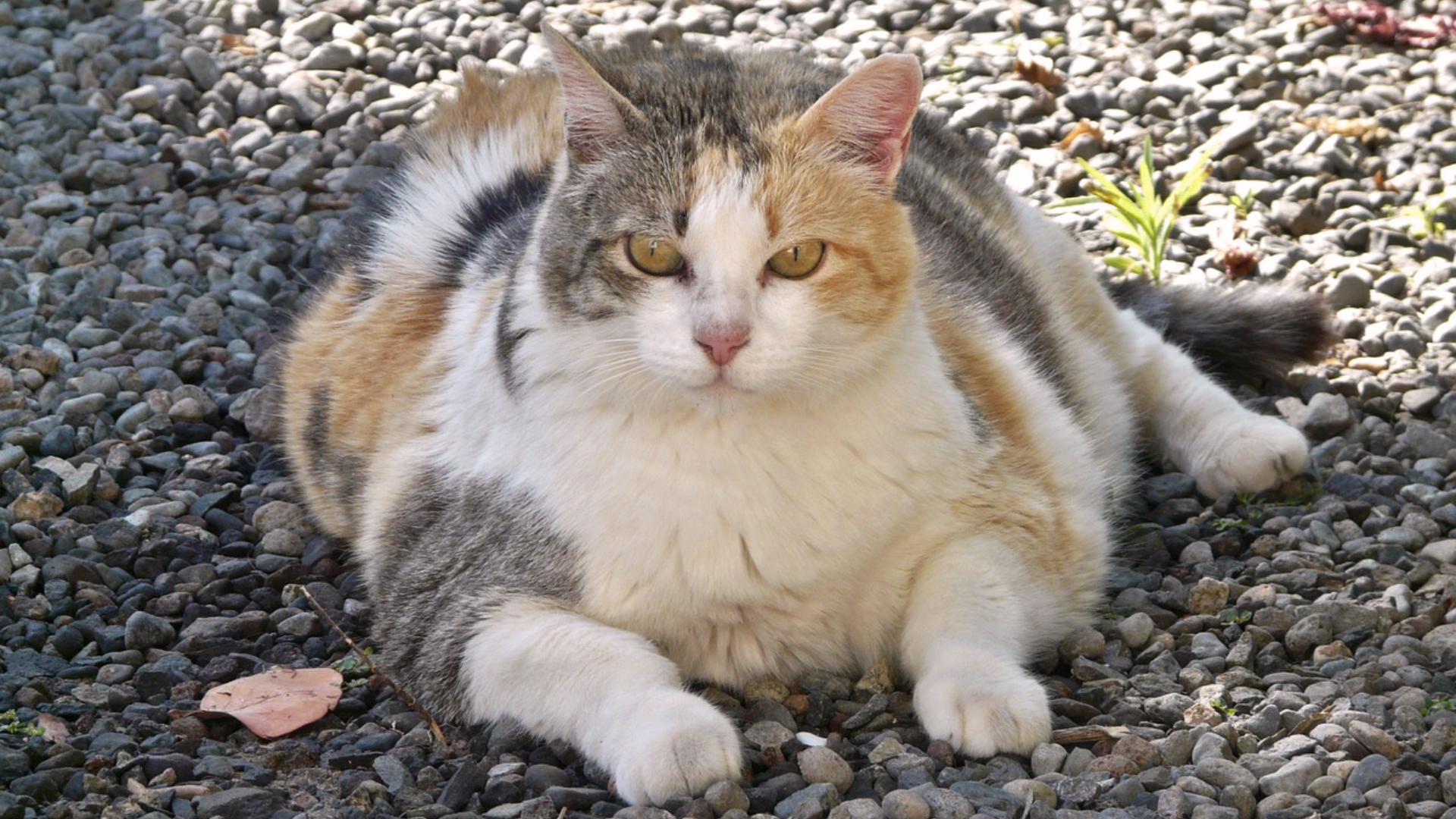 How to Safely Start a Weight Loss Plan for Your Cat?
